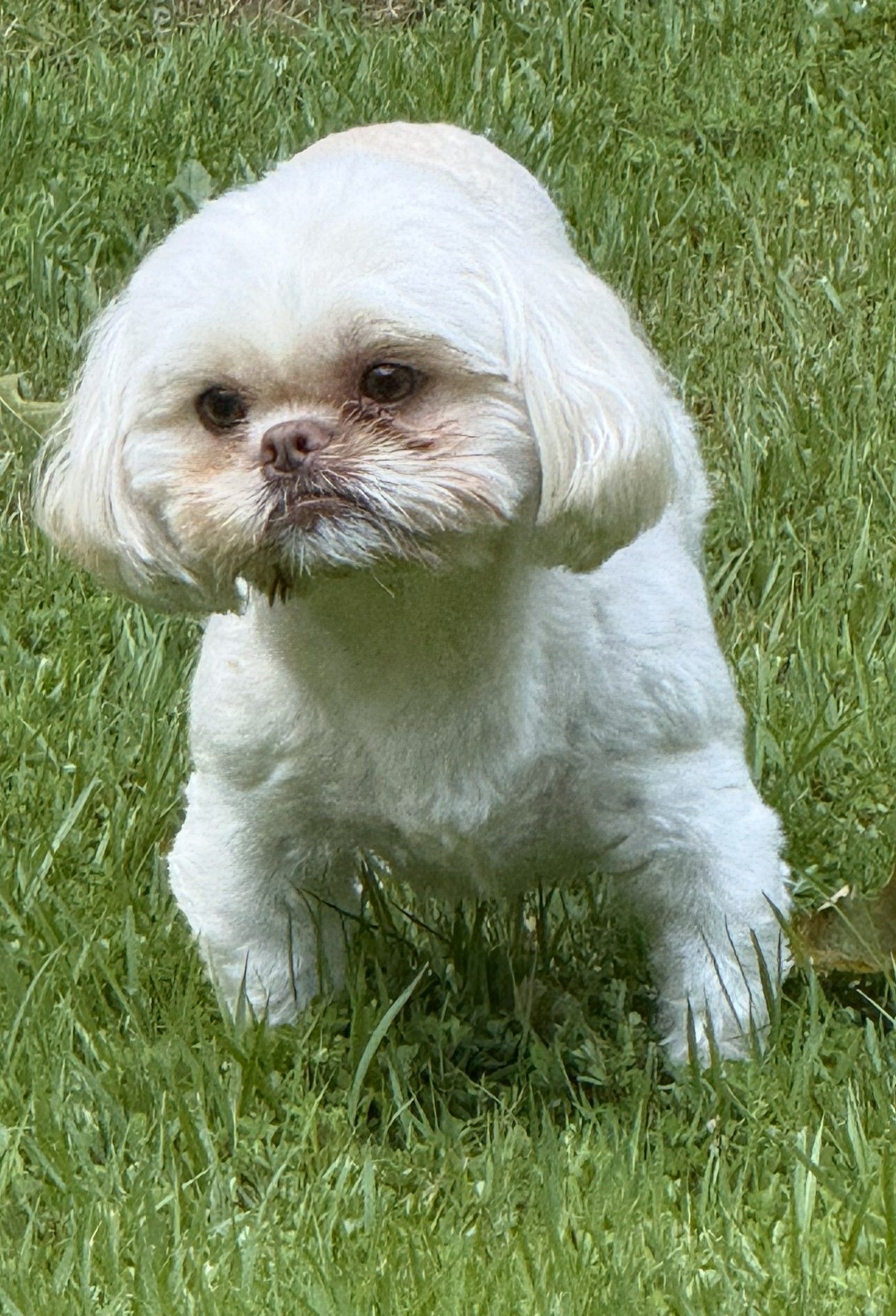 Missing Shih Tzu: Help Find Chewie!