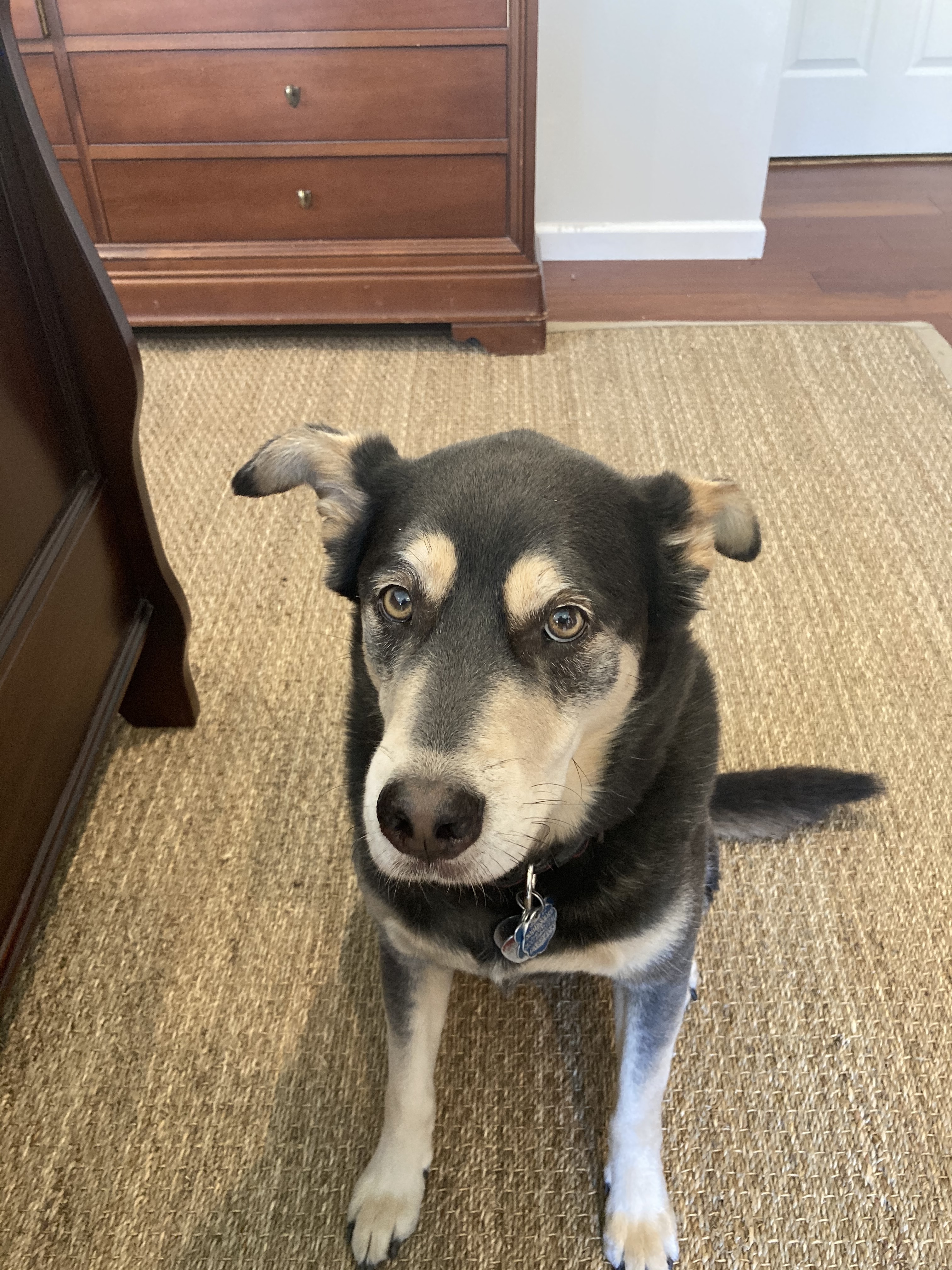 Friendly Lost Dog: Brown & Cream, Atkinson