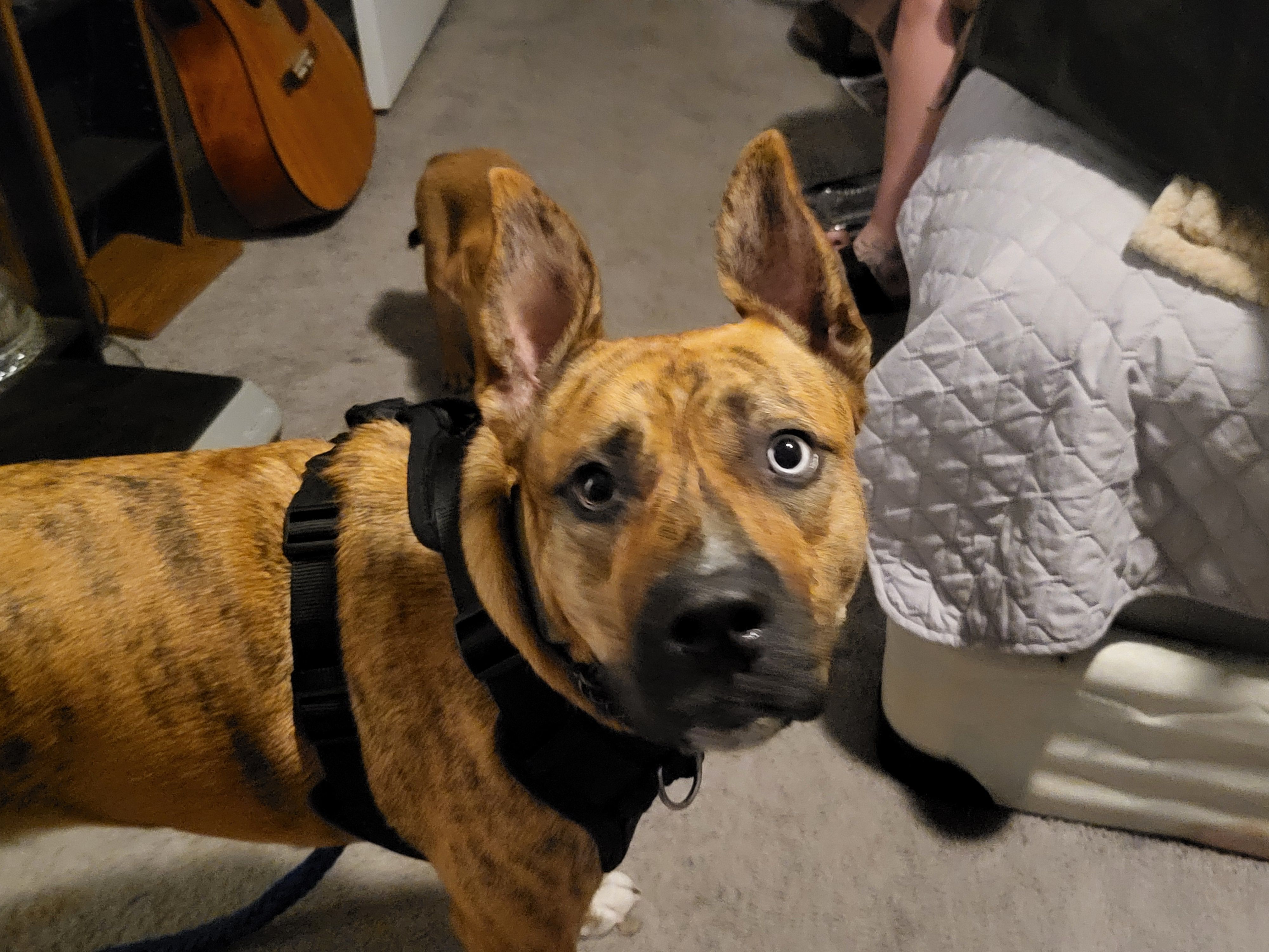 Help Find Olive & Popeye: Lost Dogs in AZ