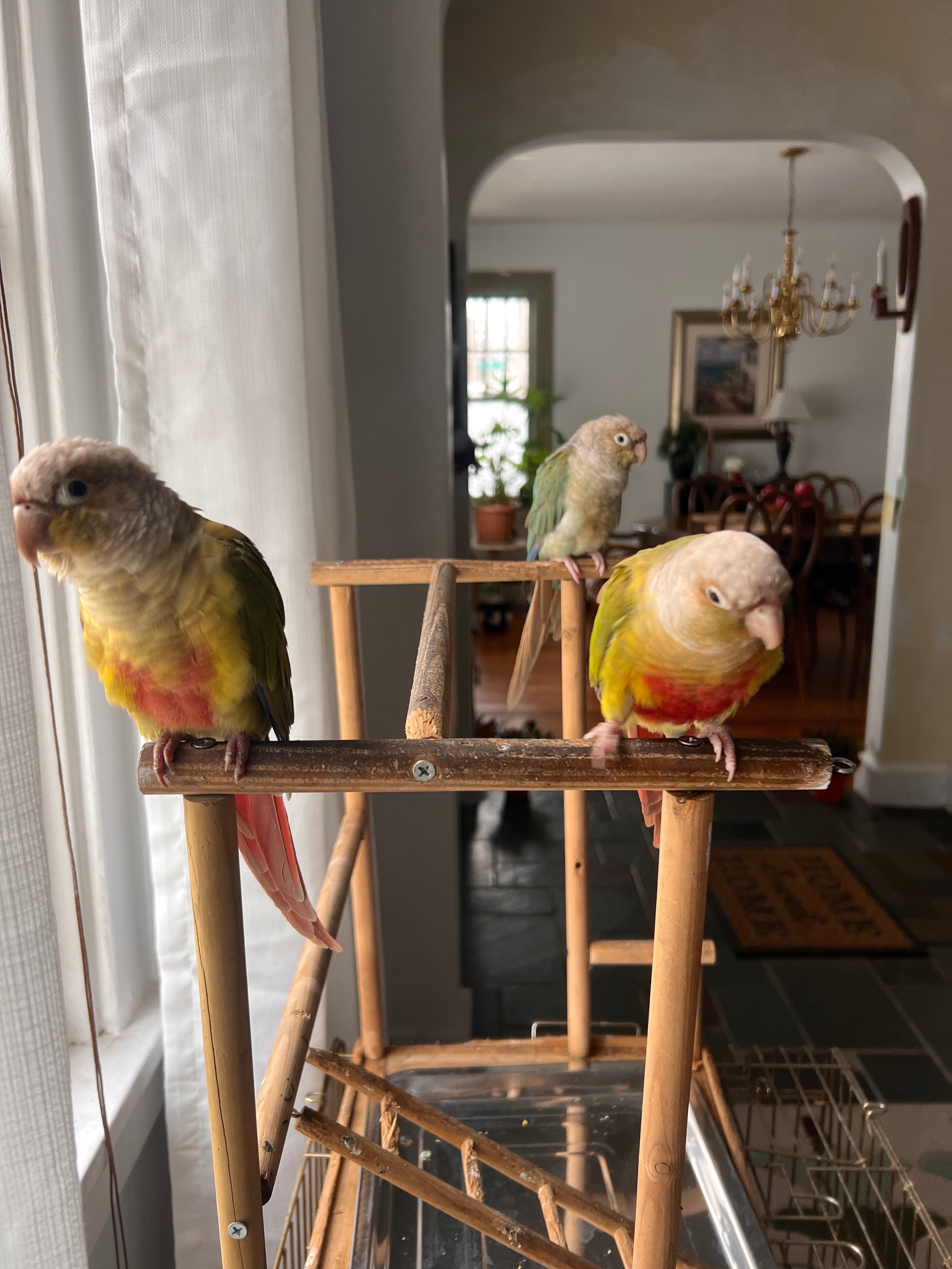 Lost Bird Alert: Whitney Point...