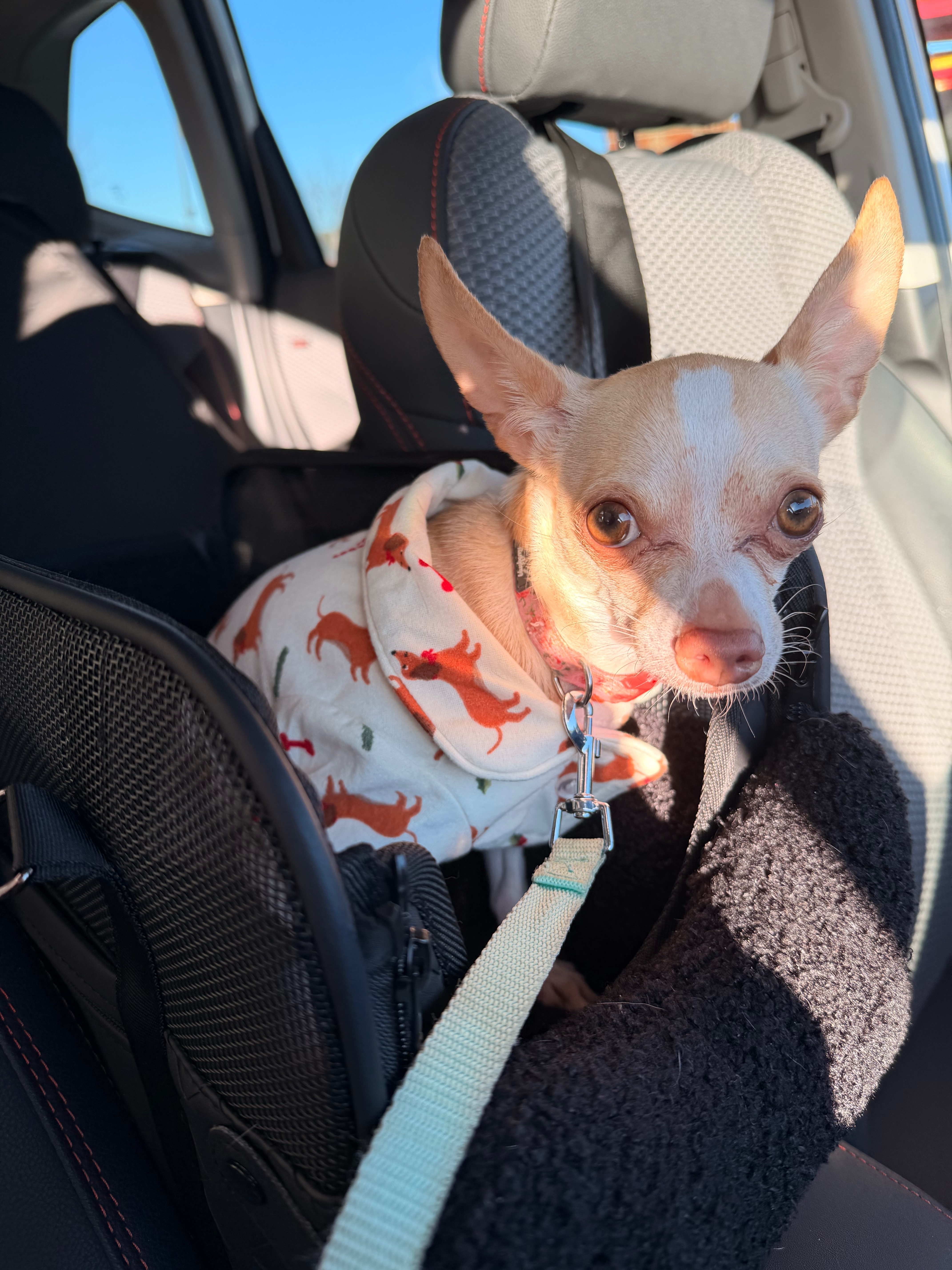 Lost Shy Dog in Fairfax, VA 236