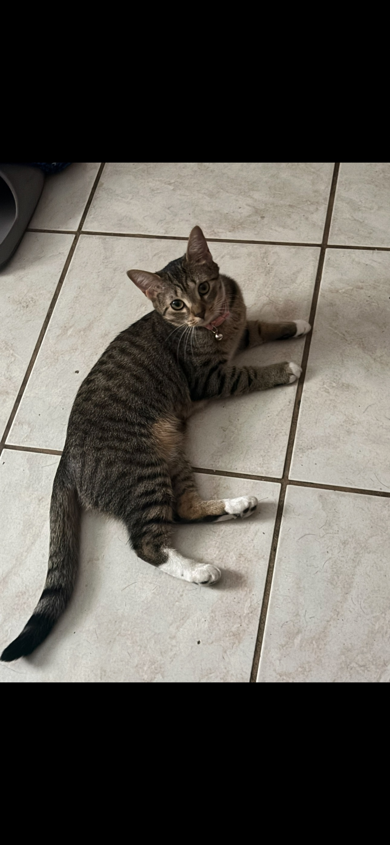 Lost Cat: Brown & Gray with Pink Collar