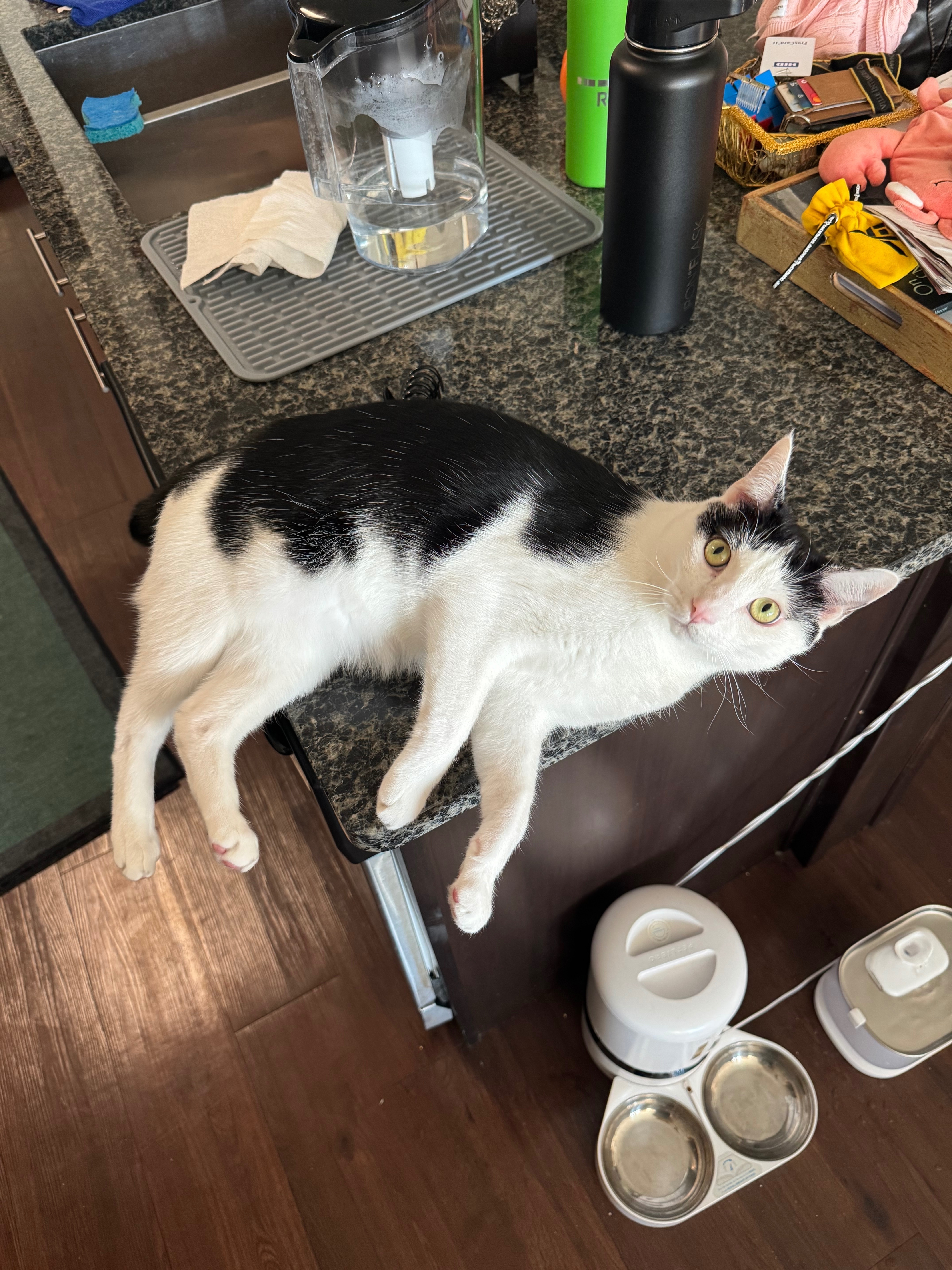 Lost Cat: Black & White, Half-Tail, SW 16th