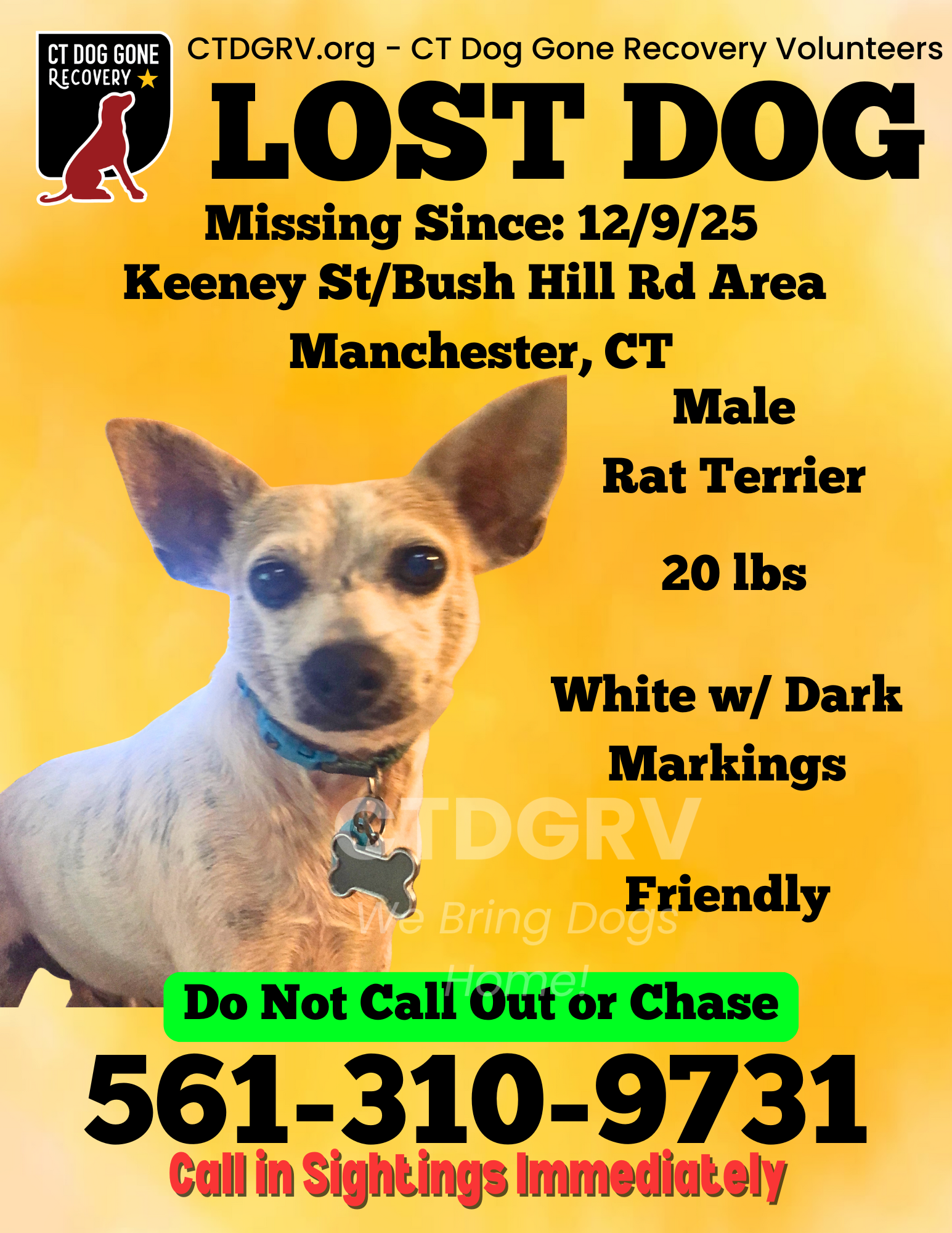 Lost Dog: White & Tan, Call 561-310-9731