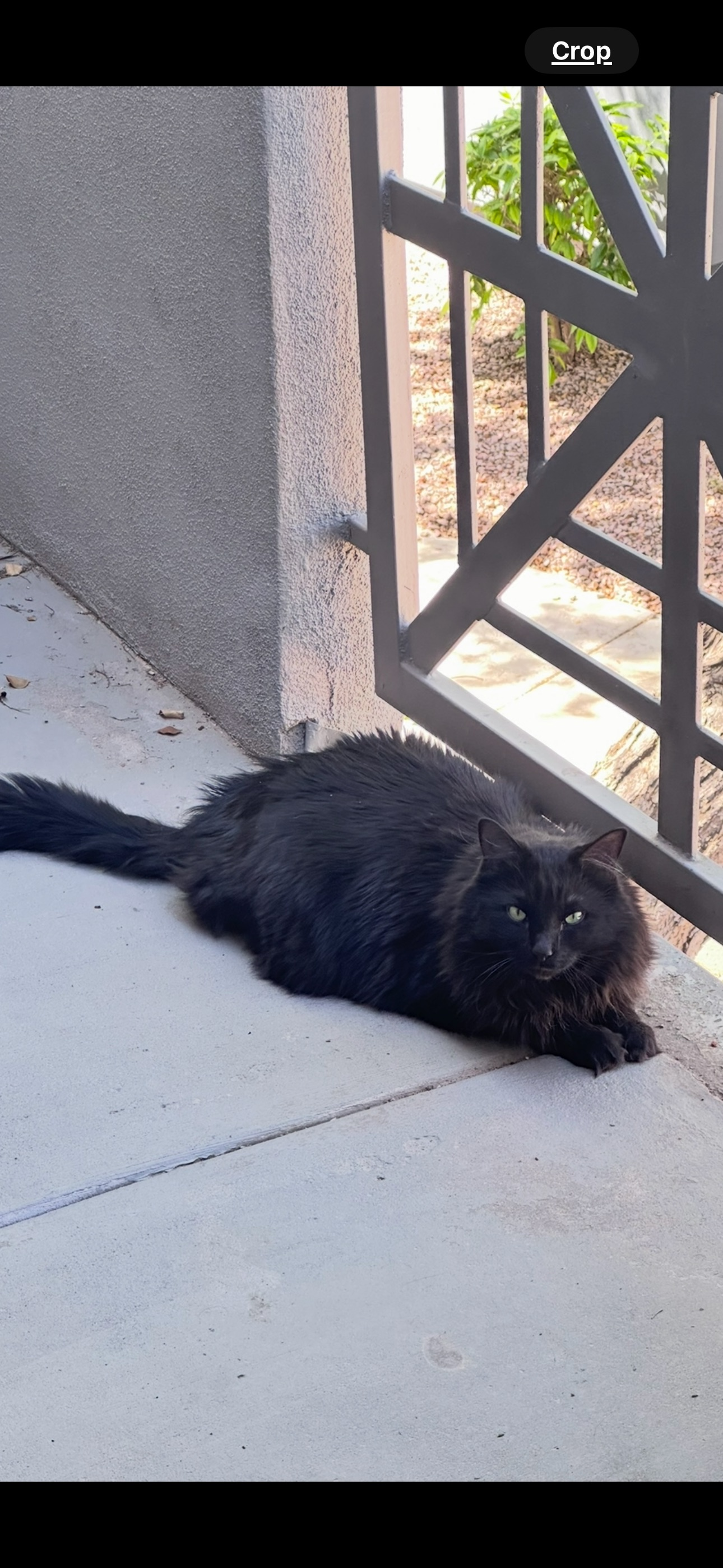 Lost Black Cat 'Boo' on East 6th Ave