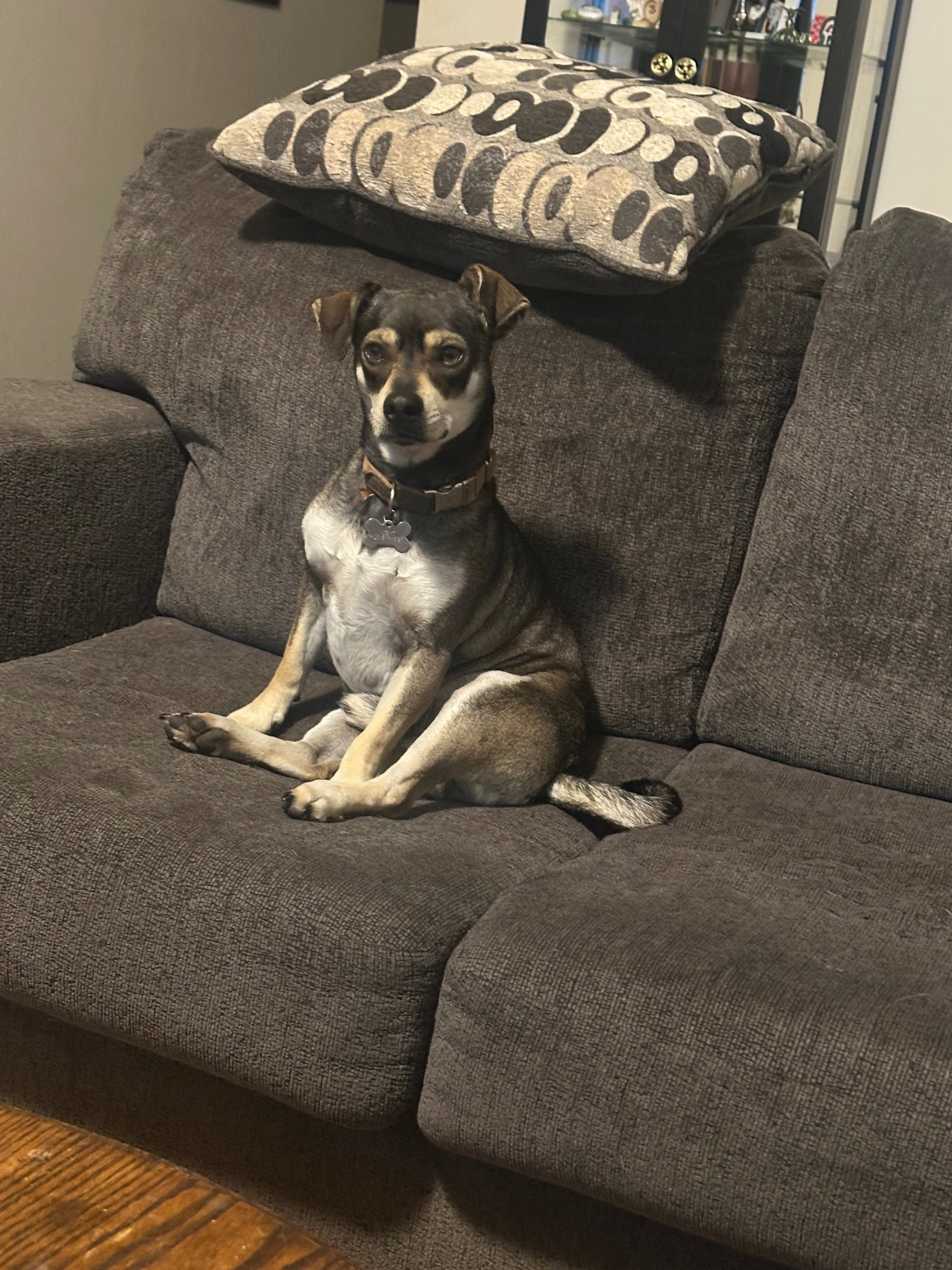 Lost Energetic Dog: NW 71st St, OKC