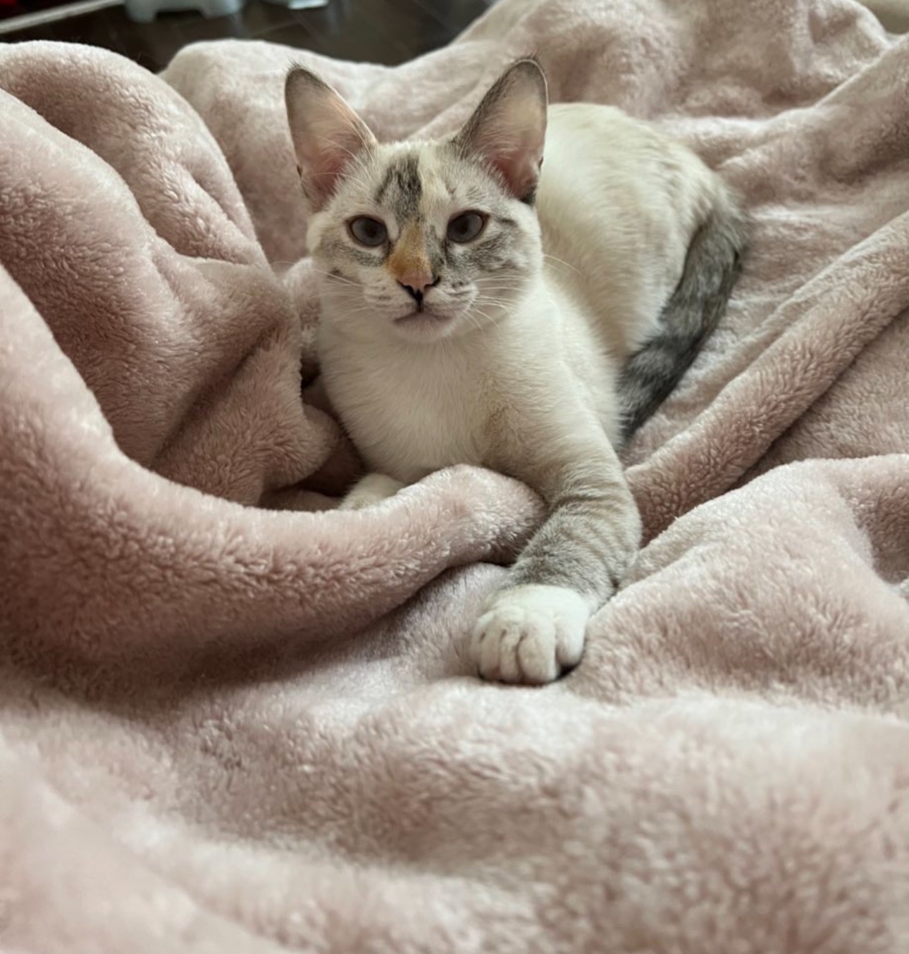 Lost cat, California City