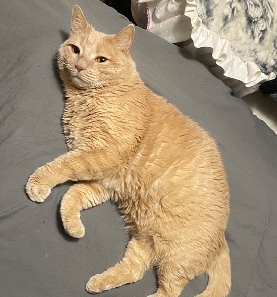 Lost Tabby Cat: Buffy on Beckie Lane