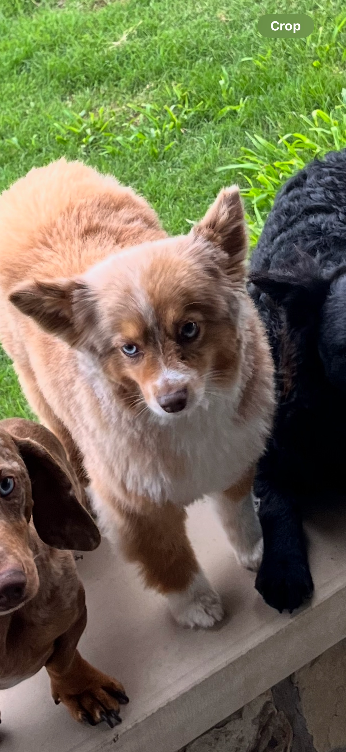 Lost Red Merle Aussie & Min-Pin: Reward!