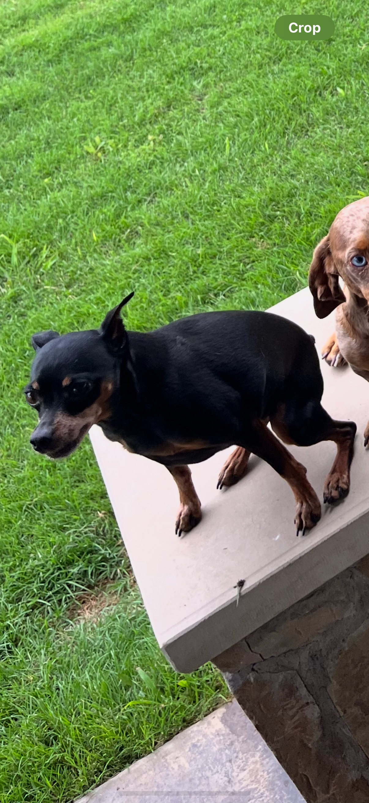 Lost Dogs Duke & Sissy: $1000 Reward
