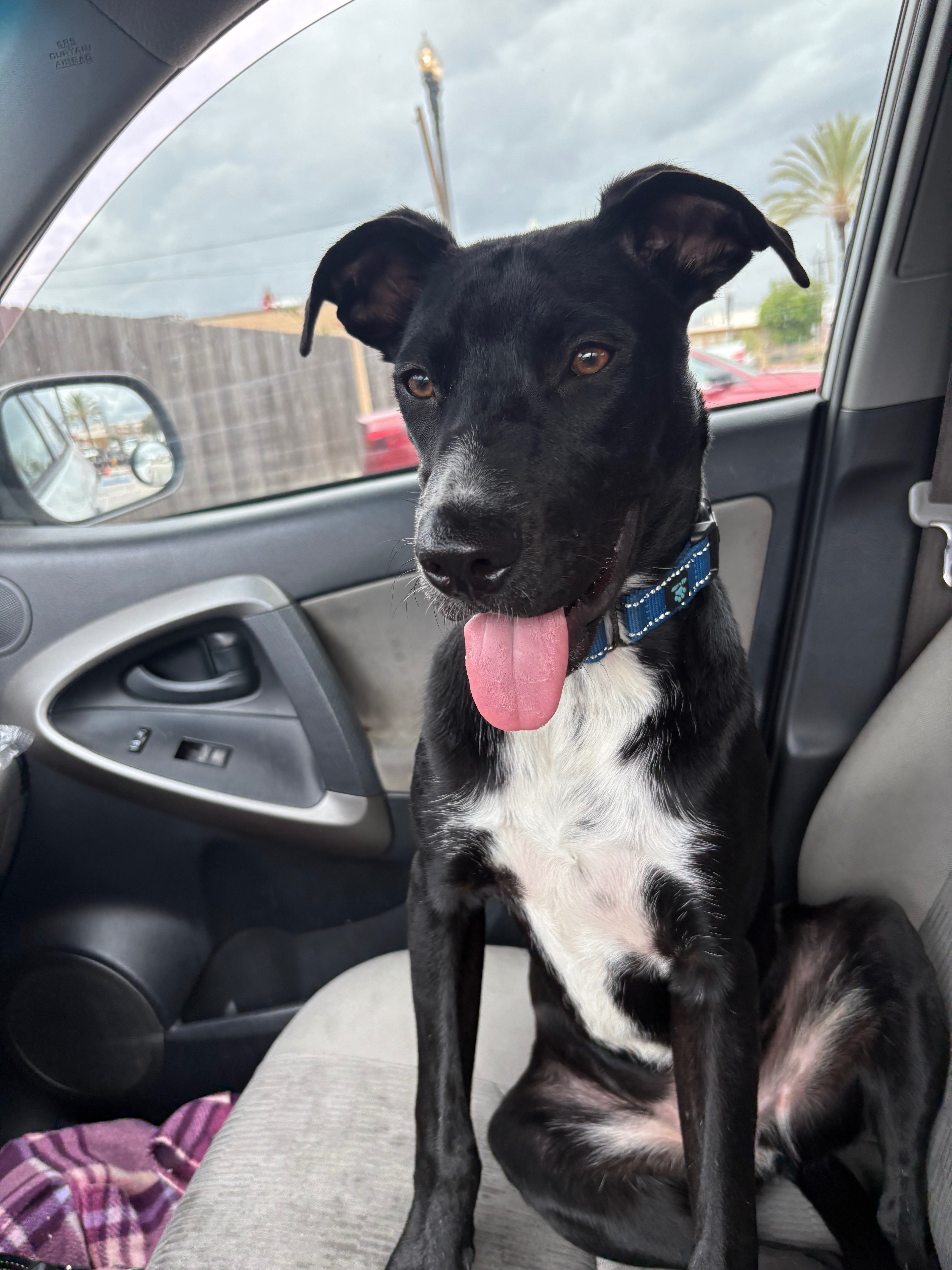 Help Find Finn: Lost Lab-Pit Mix in LA