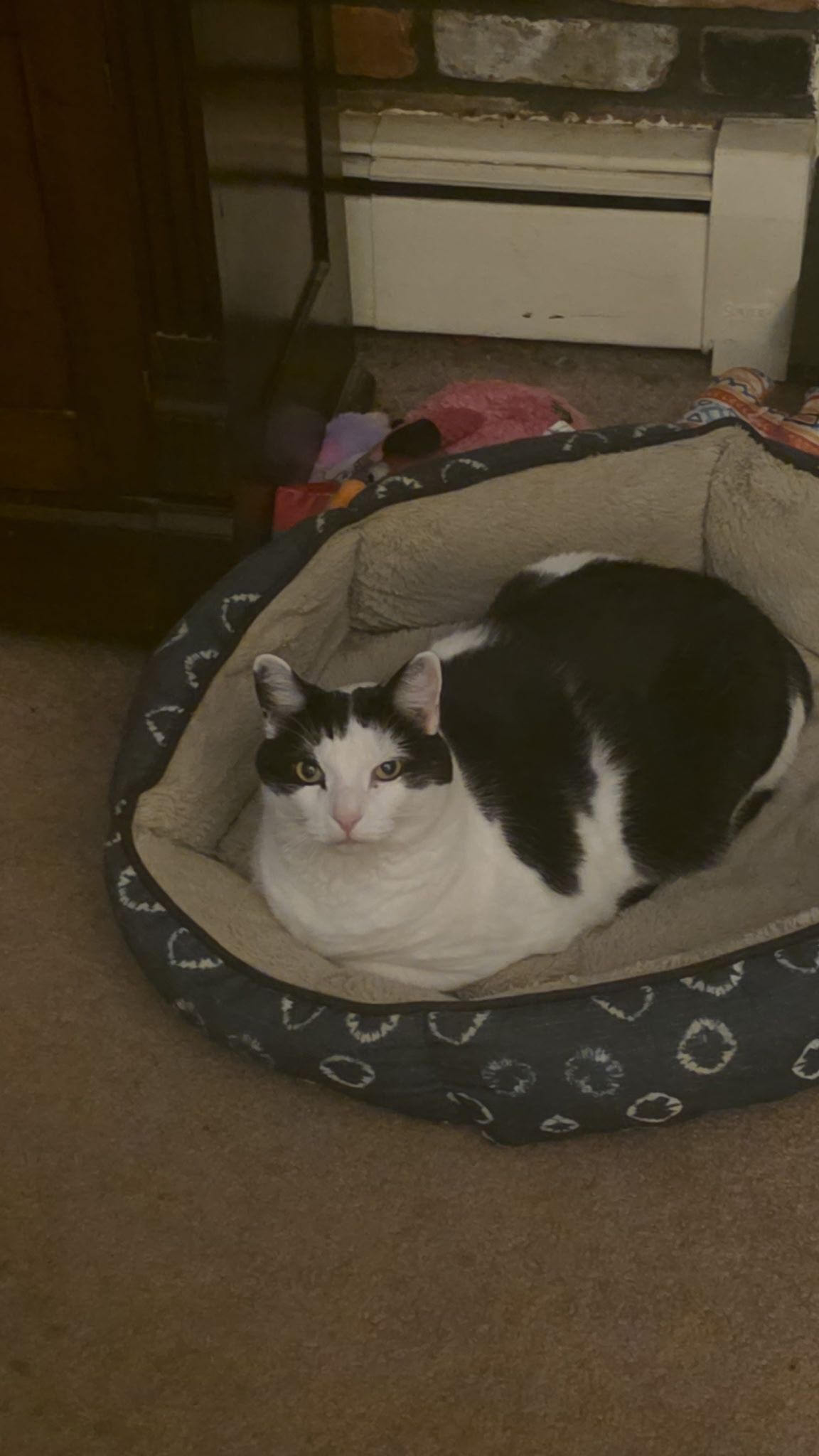 Lost Cat: White with Black Markings