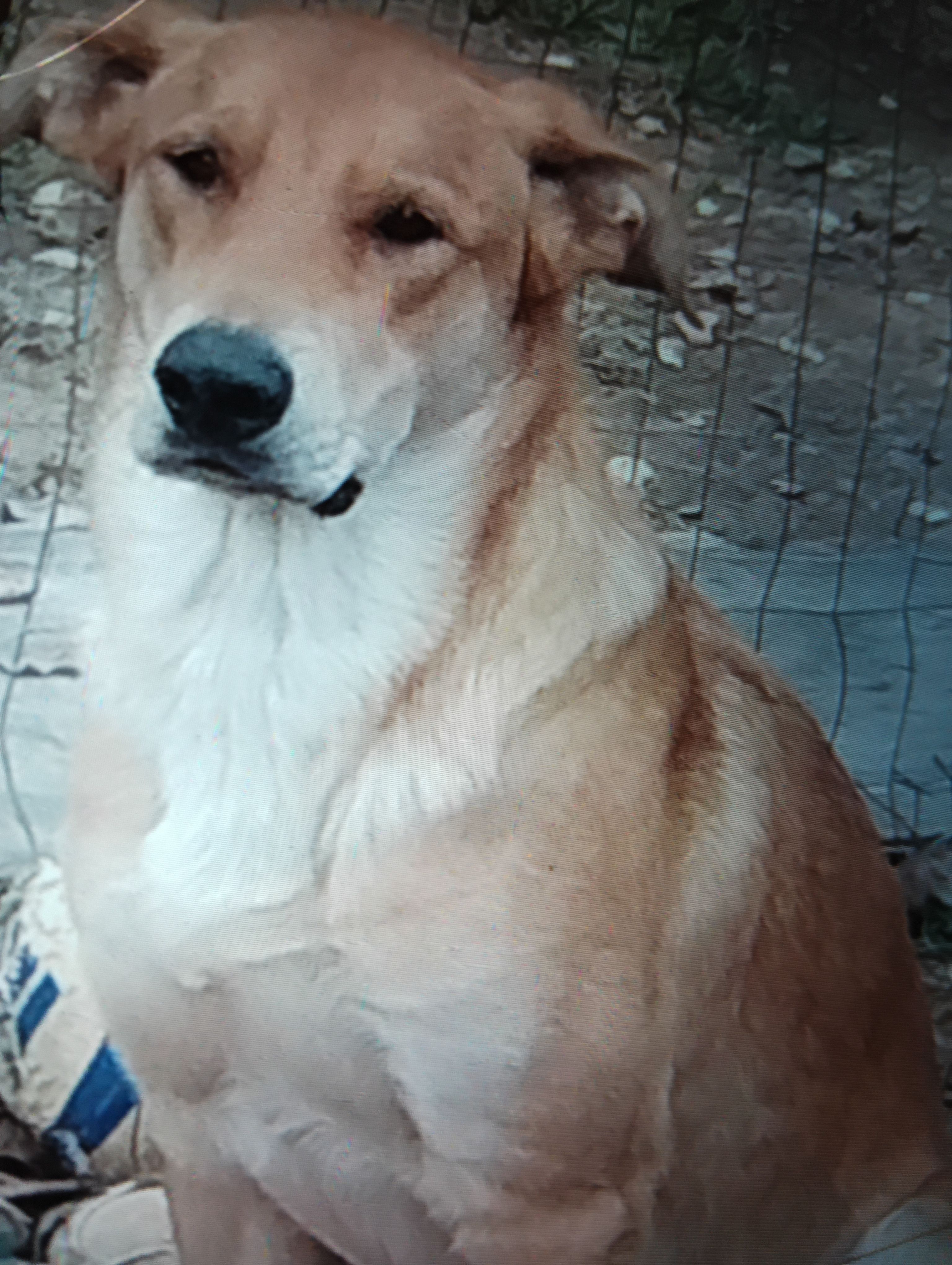 Lost Dog: Big Blonde Pup in Redfield