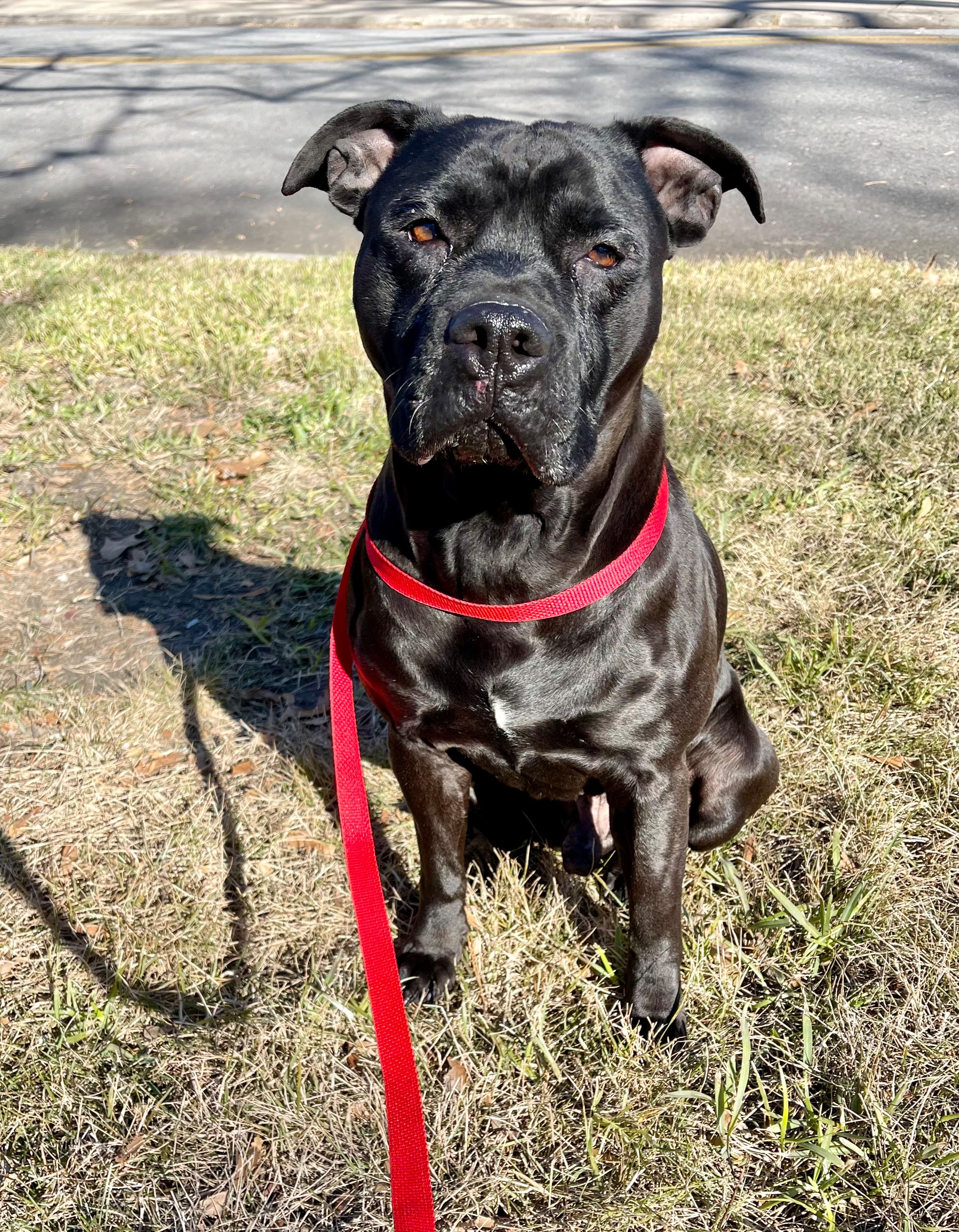 Lost Black Dog: Sweet, White Chest Patch