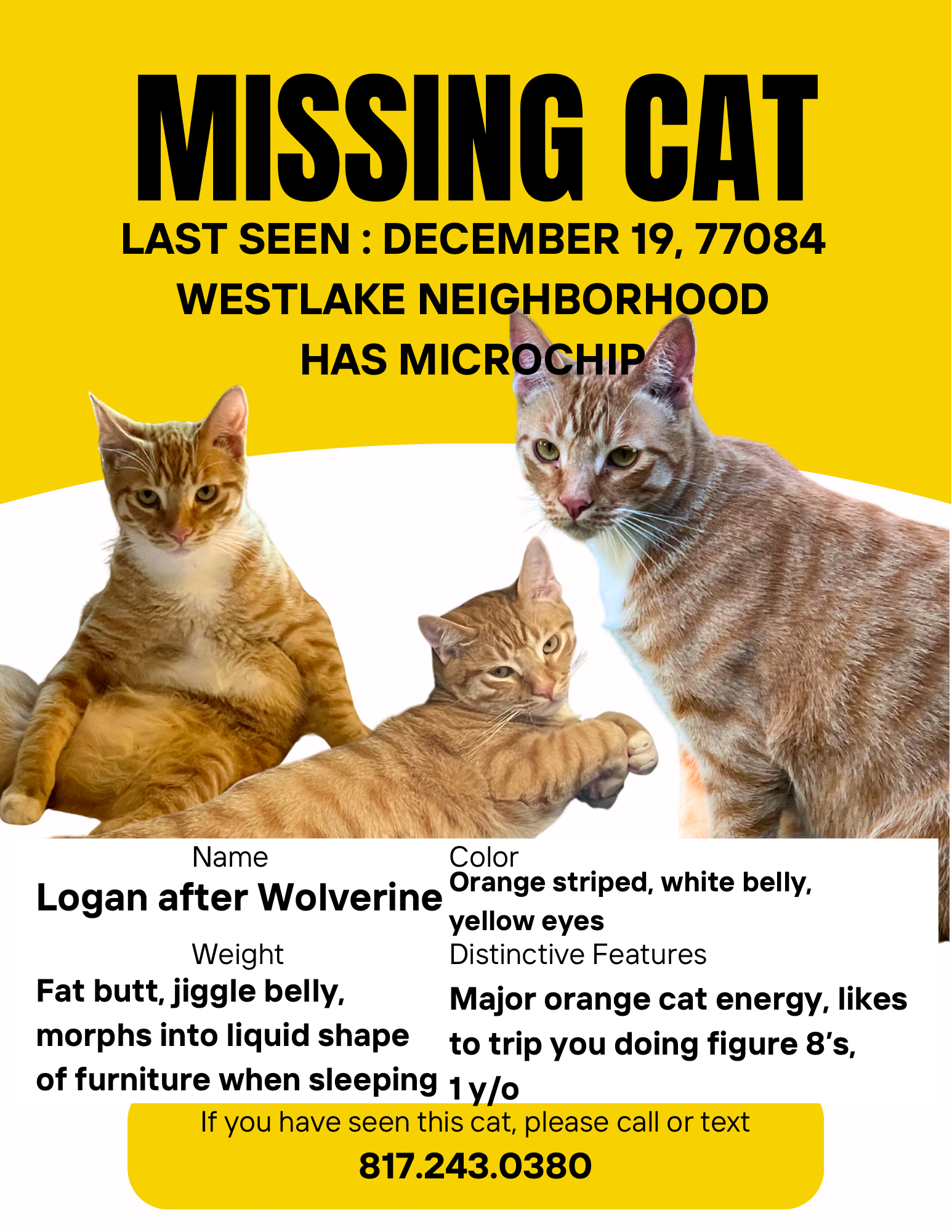 Lost Orange Tabby: Leafwood Lane 19498