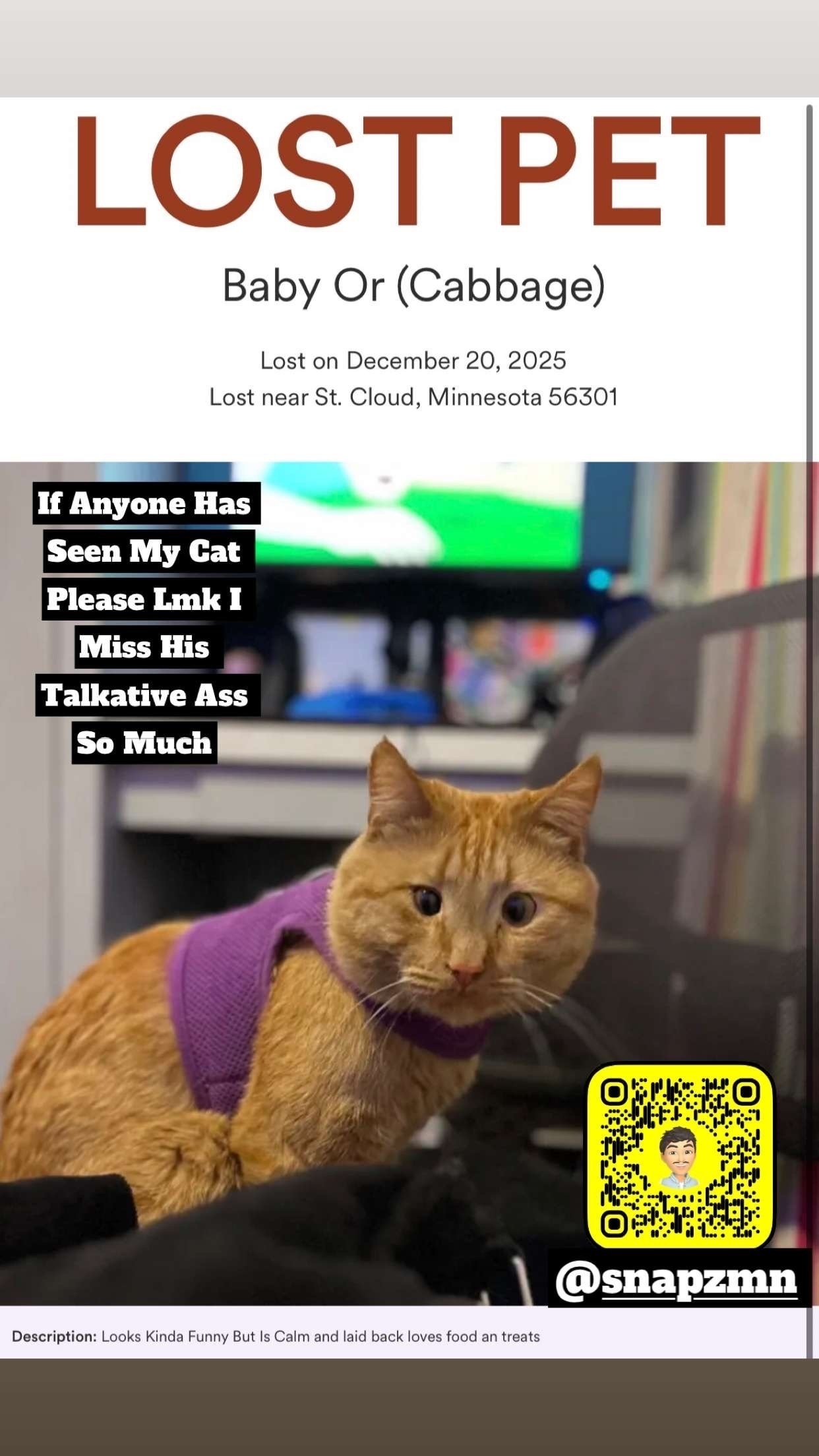 Lost Cat on 11th Ave, St. Cloud