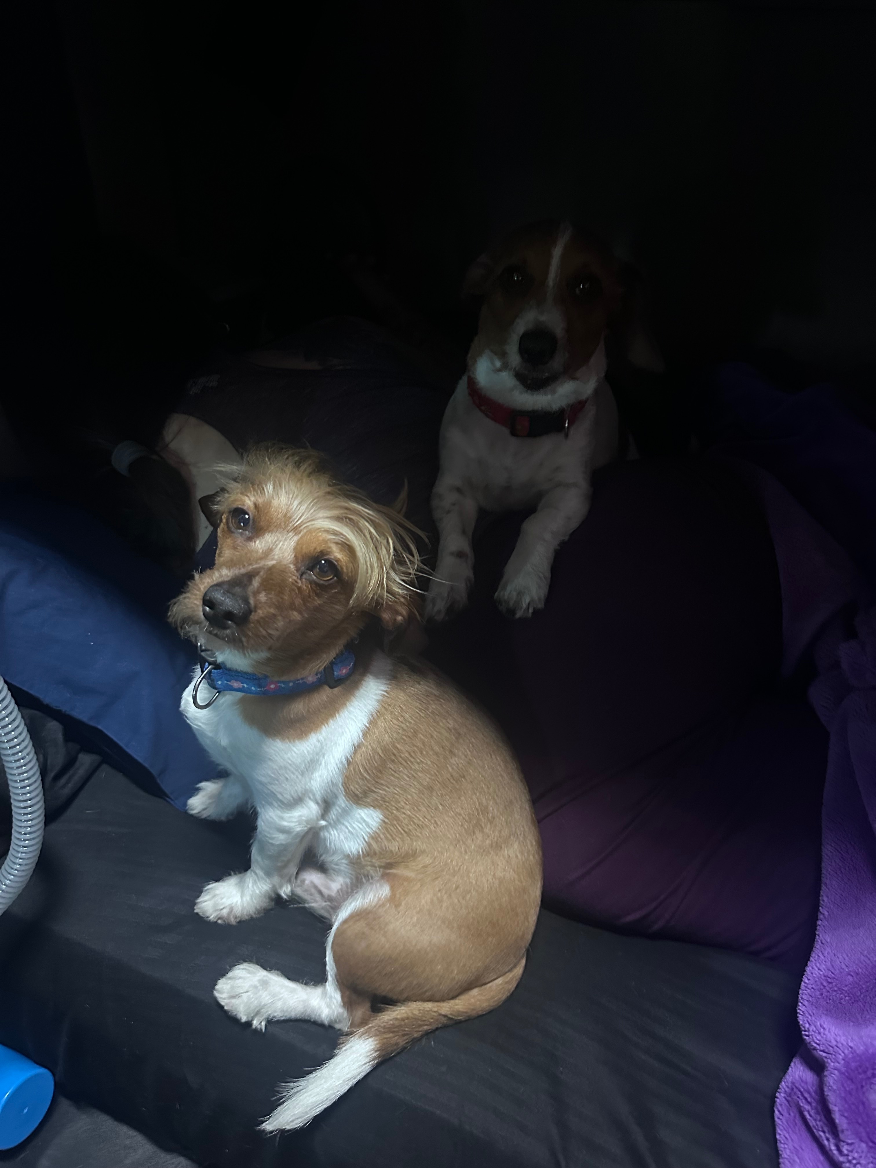 Lost Dog: White/Brown, Long-Haired, MLK Jr Dr