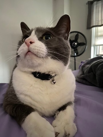 Lost Cat: Gray & White, William St. 323