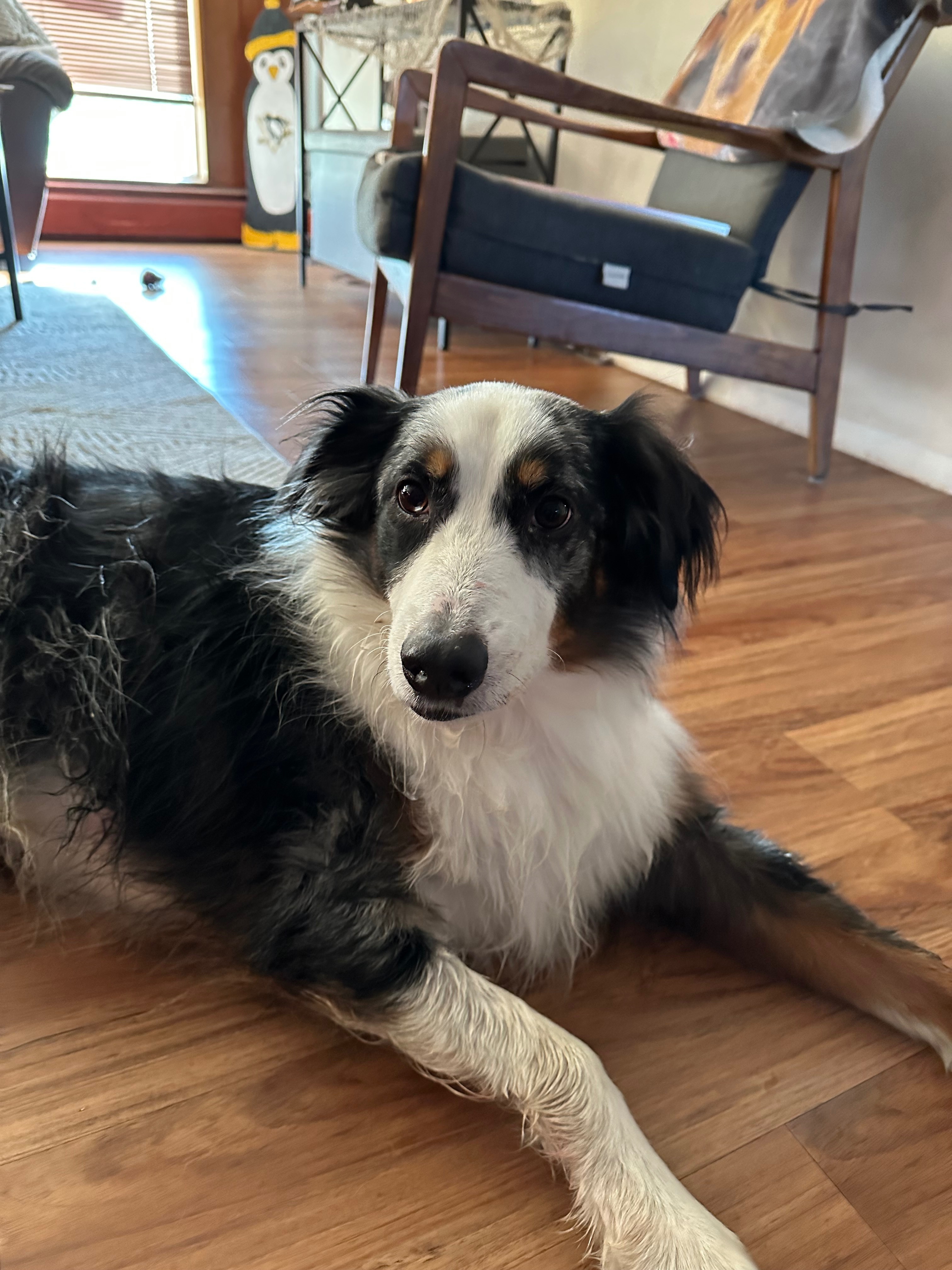 Lost Aussie Shepherd: No Tail, Gold Collar