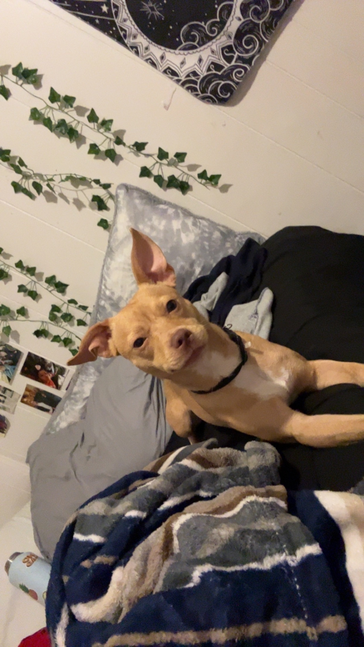 Lost Tan Dog w/ Black Collar in St. Paul