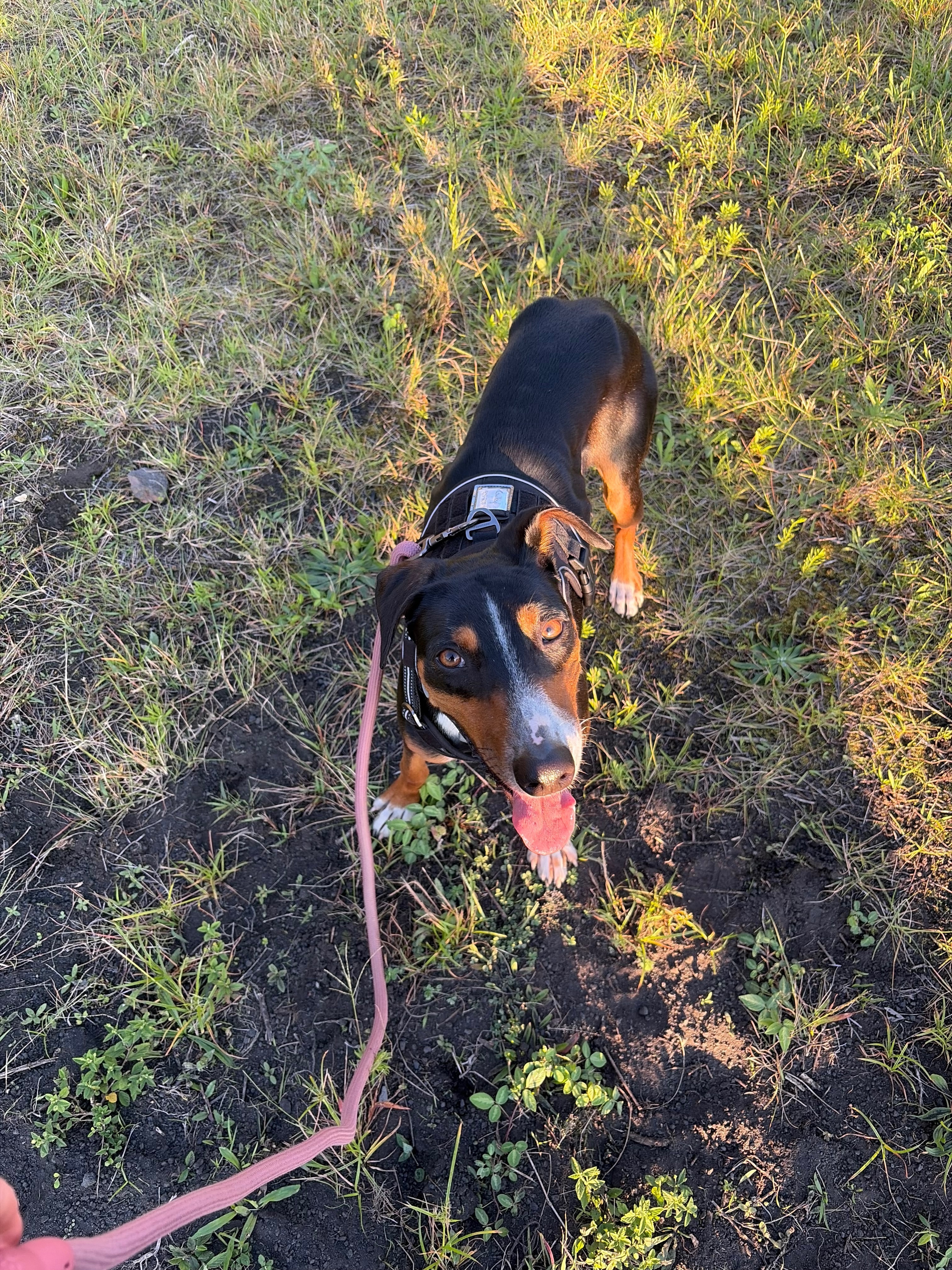 Lost Dog: Black with White Paws in Kailua