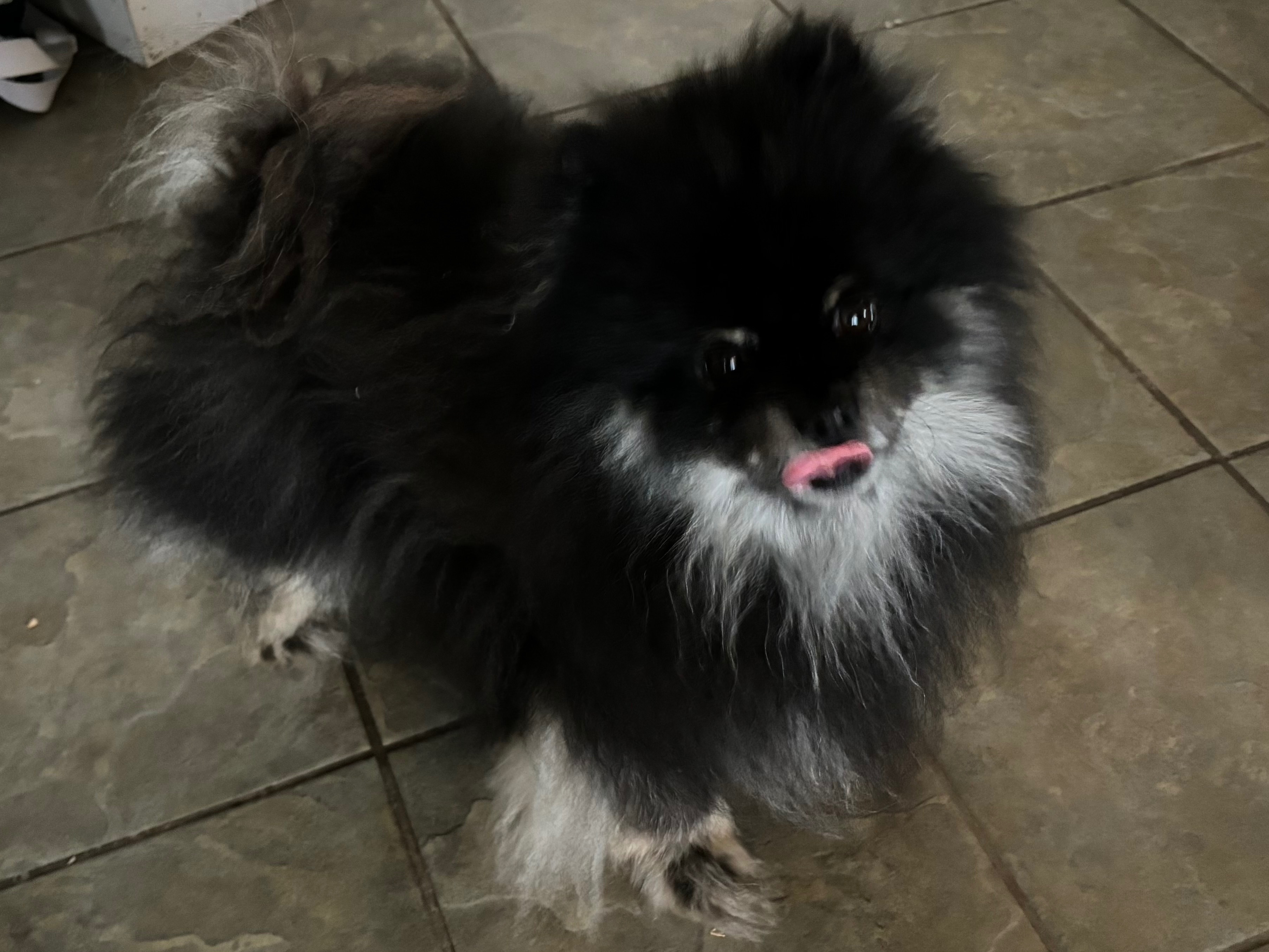 Lost Dog: Black with White & Blonde, Needs Meds