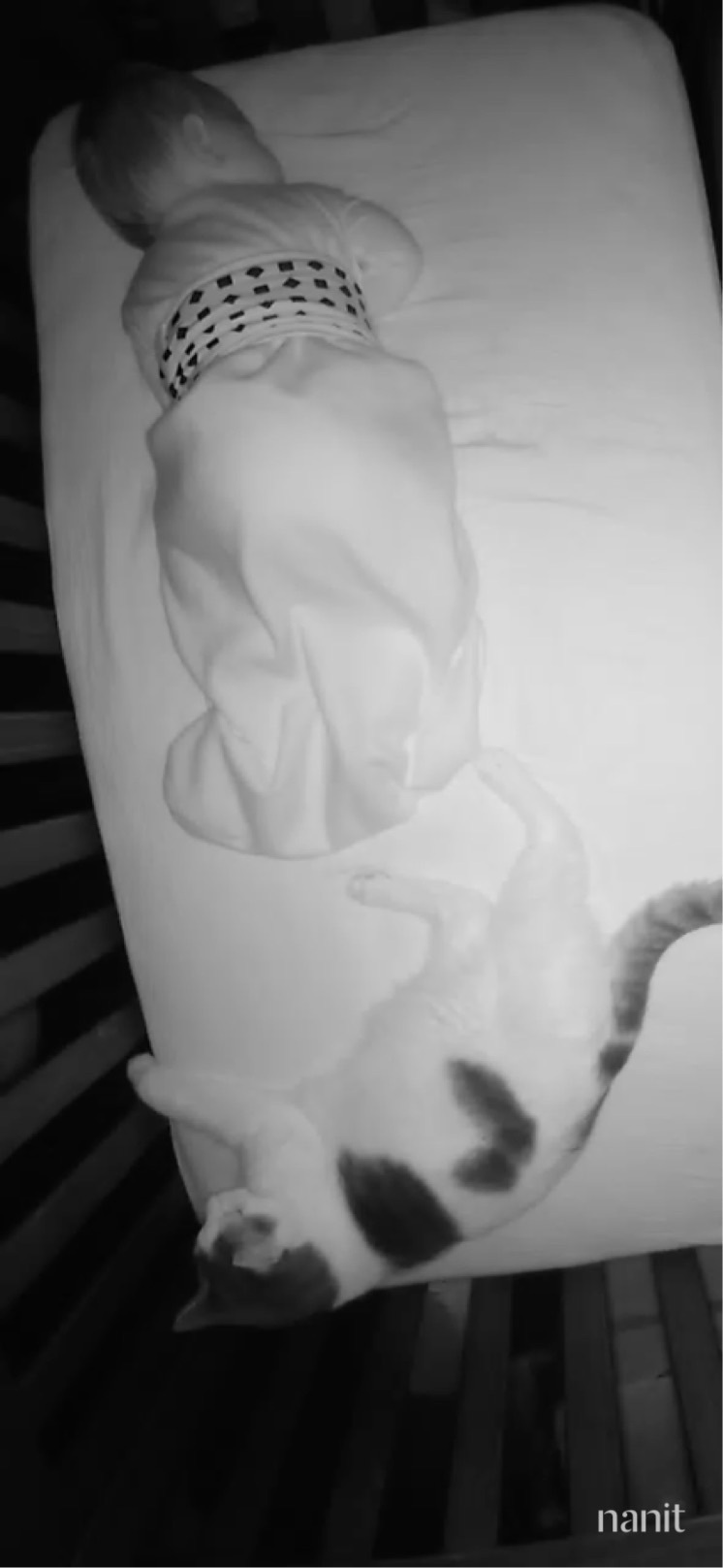 Lost Friendly White Cat on Hud...