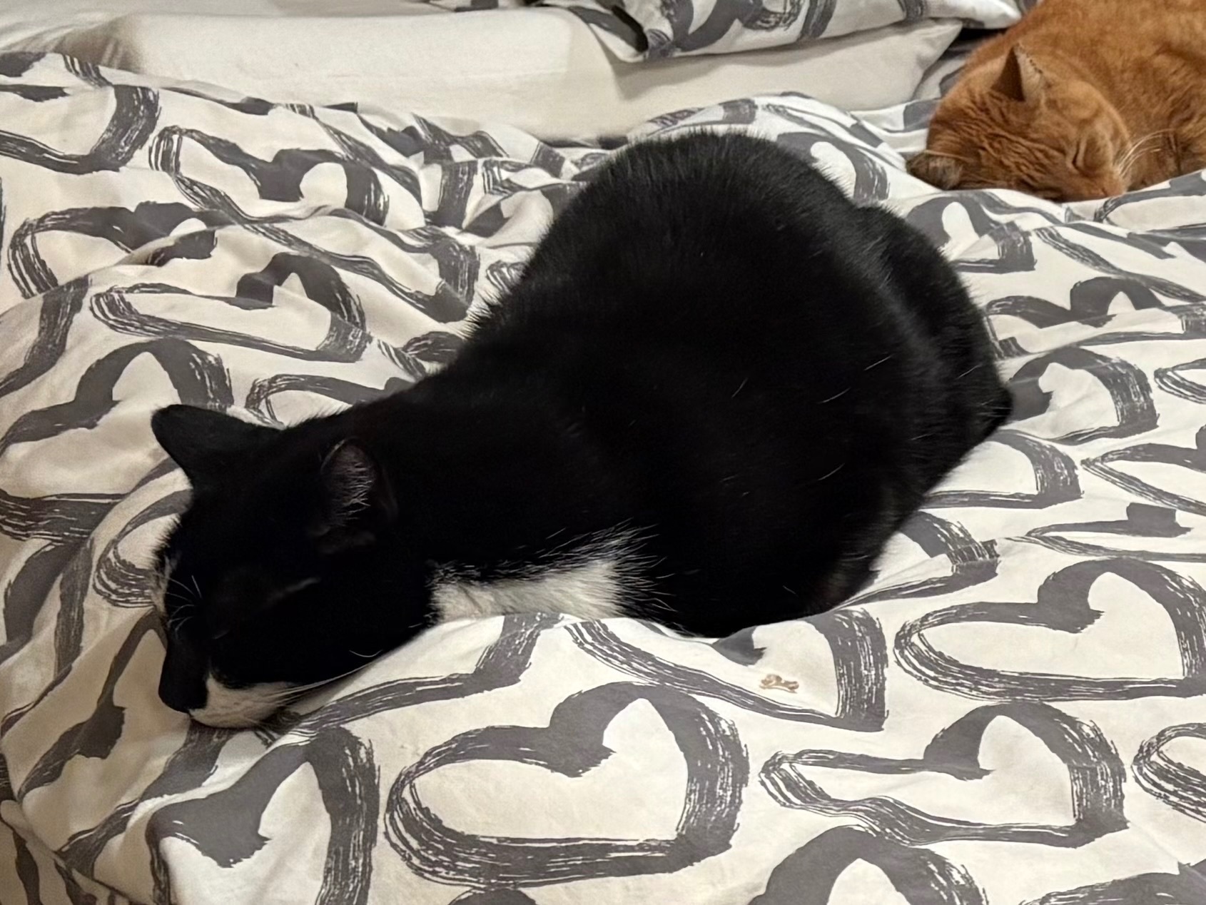 Lost Friendly Black Cat, ID Ta...