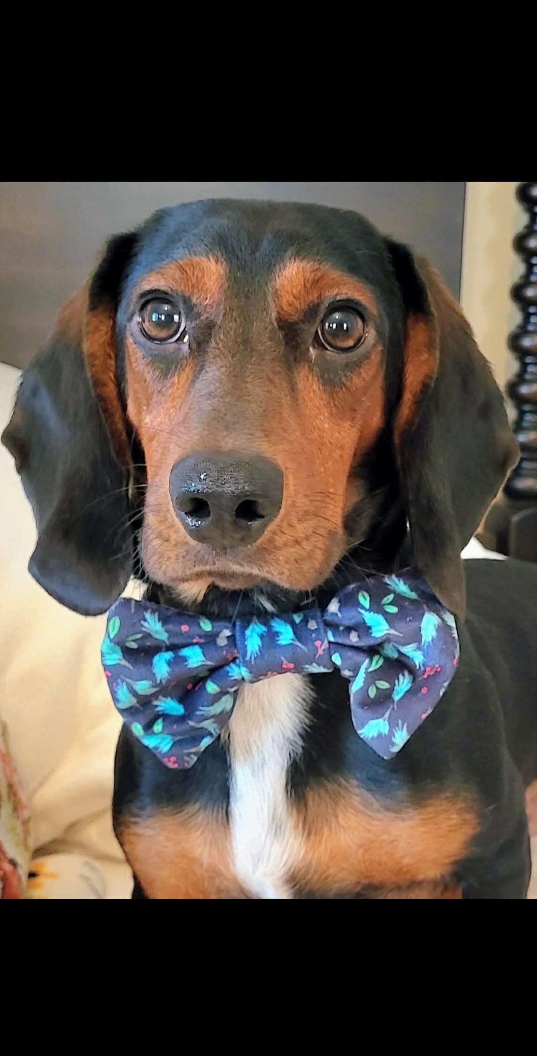 Lost Black & Brown Dachshund in Twin Lakes