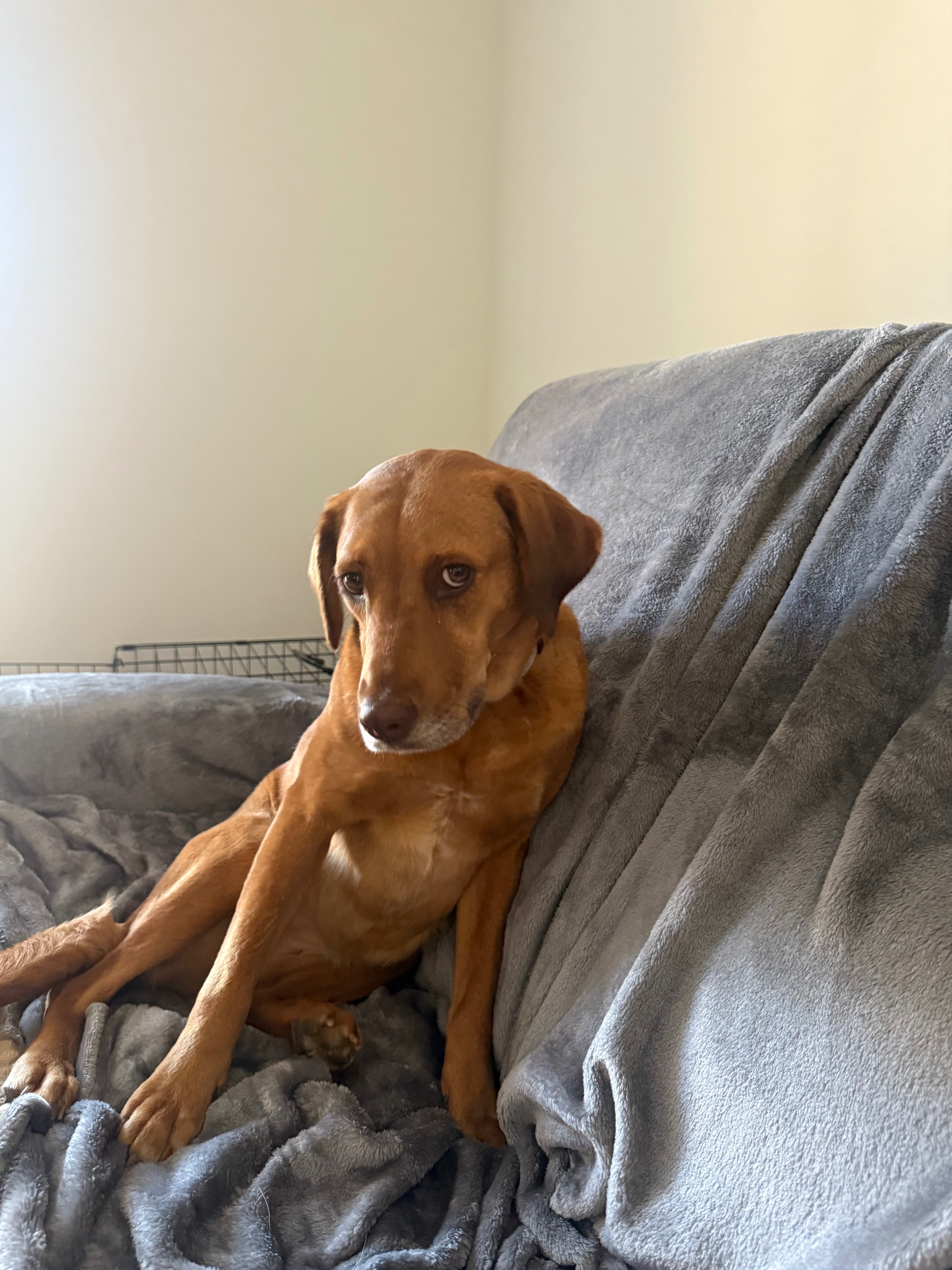 Lost Red Dog: Skittish - Boca Raton Area