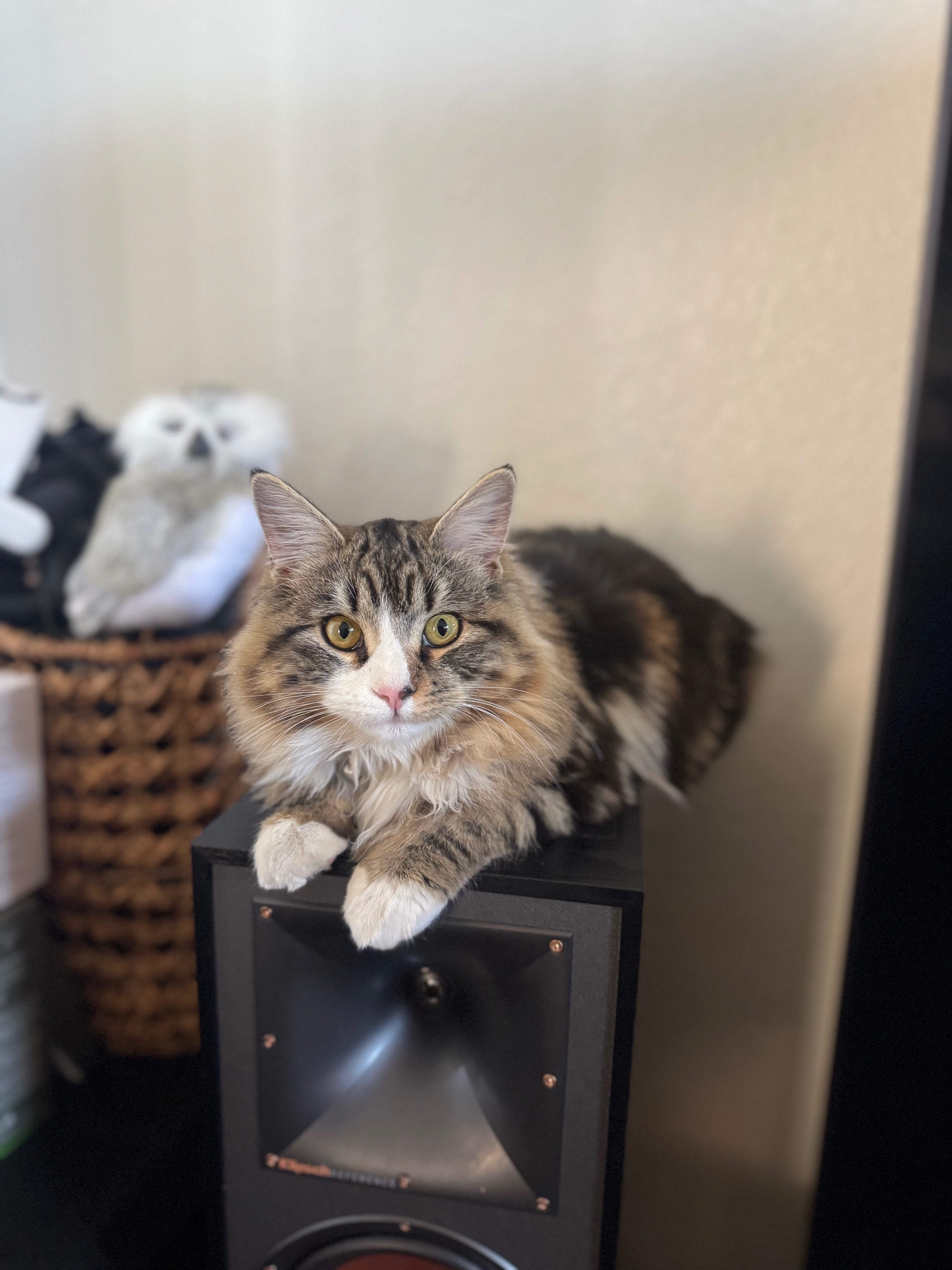 Lost Fluffy Cat: Pink Collar & Green Eyes