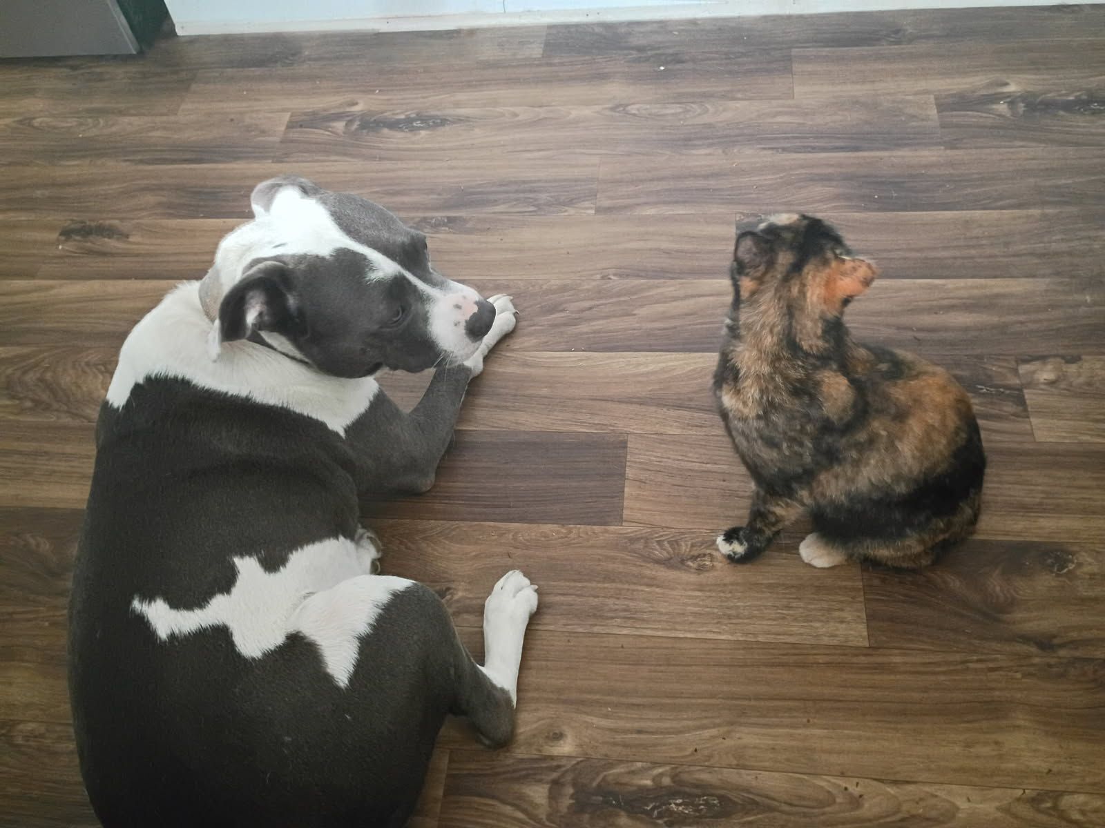 Lost: Blue/White Pit on North Oak St