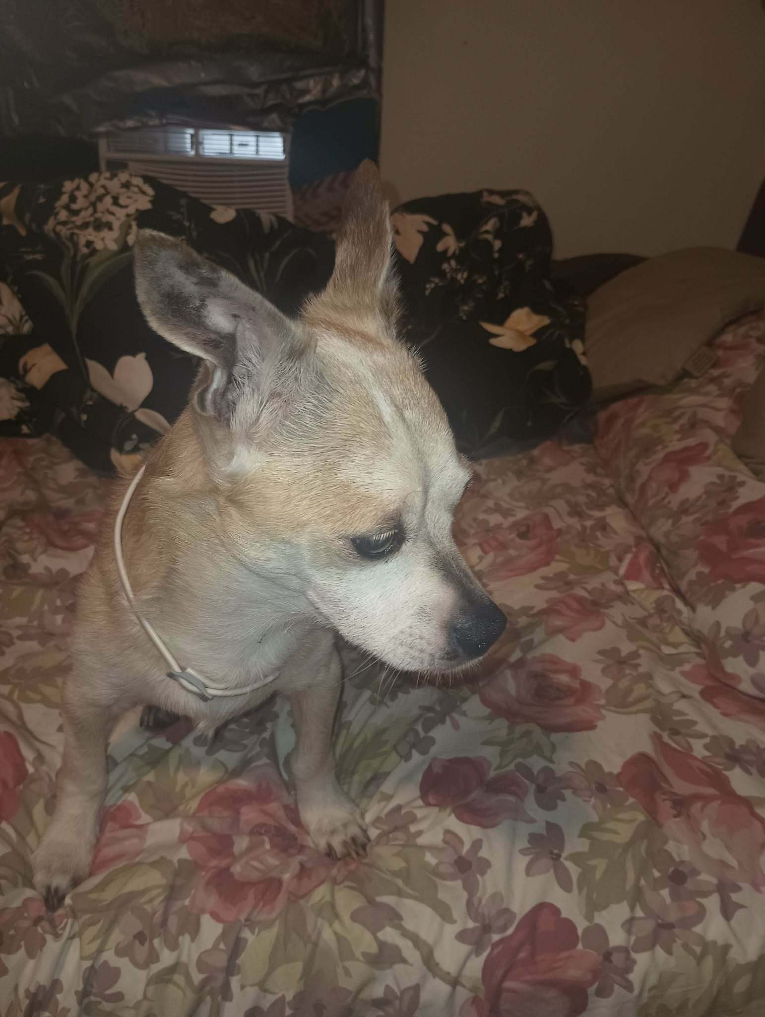 Lost Senior Dog: Light Brown, Holyoke