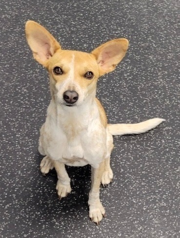 Help Find Zoey: Lost Dog in Albemarle