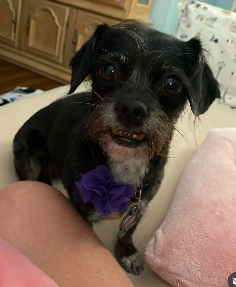 Help Find Britty: Lost Black Terrier Mix