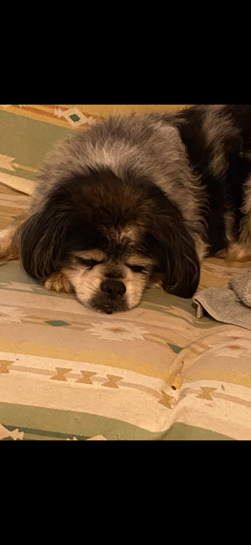 Lost Shi Tzu Mix: Mesquite Pass Area