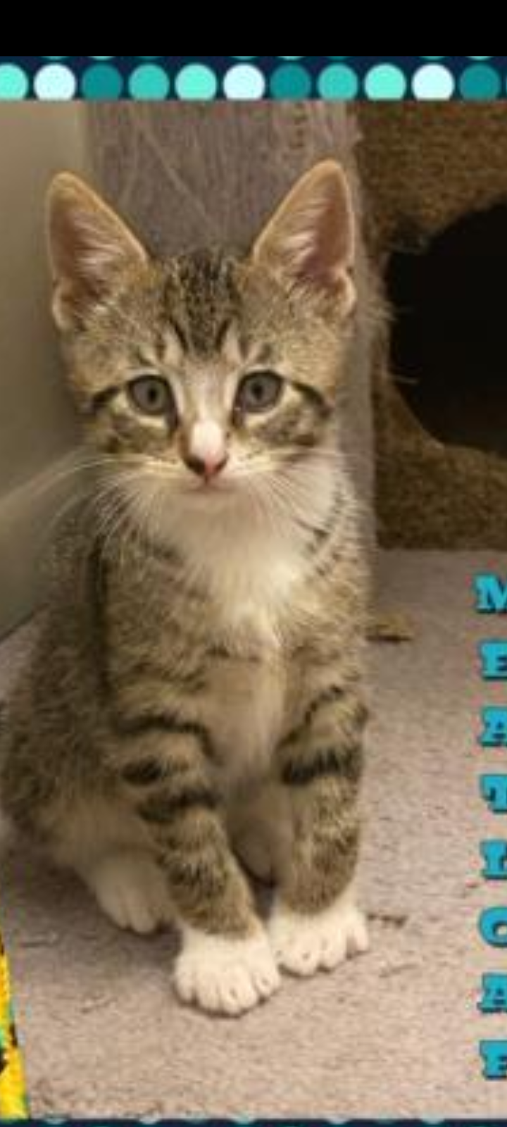 Lost: Gray Tabby Cat Near Circle K