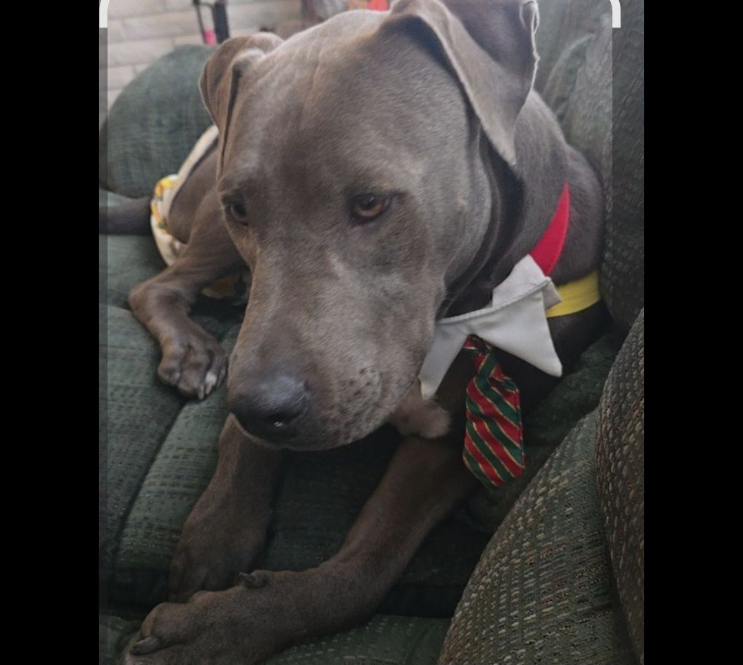 Lost Brown Lab/Pit Mix in Lindon Area