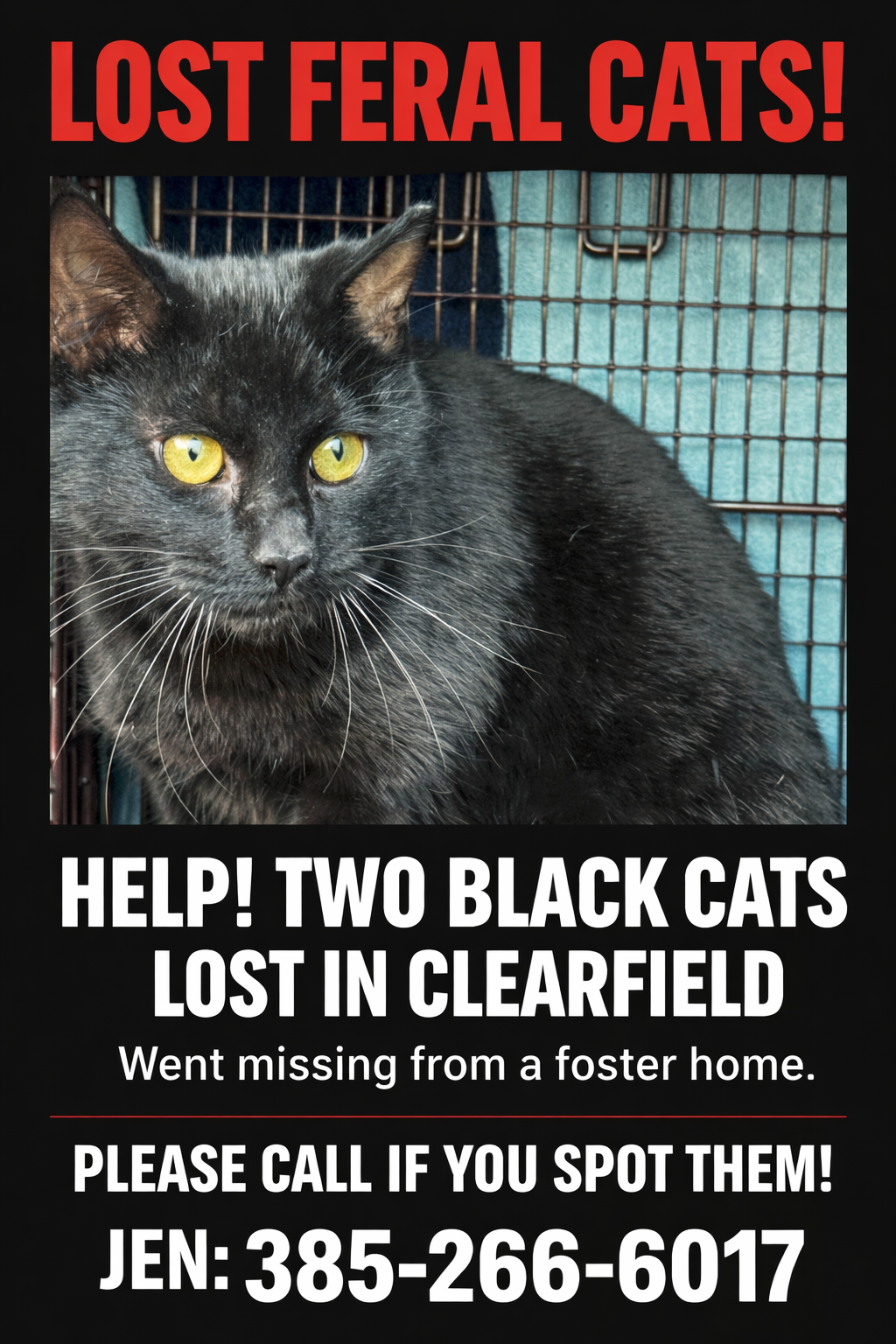 Help Find Lost Black Cats in Clearfield!