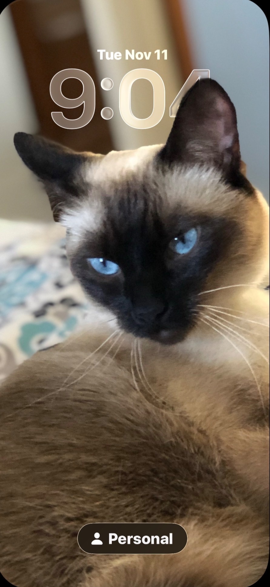 Lost Feral Cat: Help Find Her in Hamden