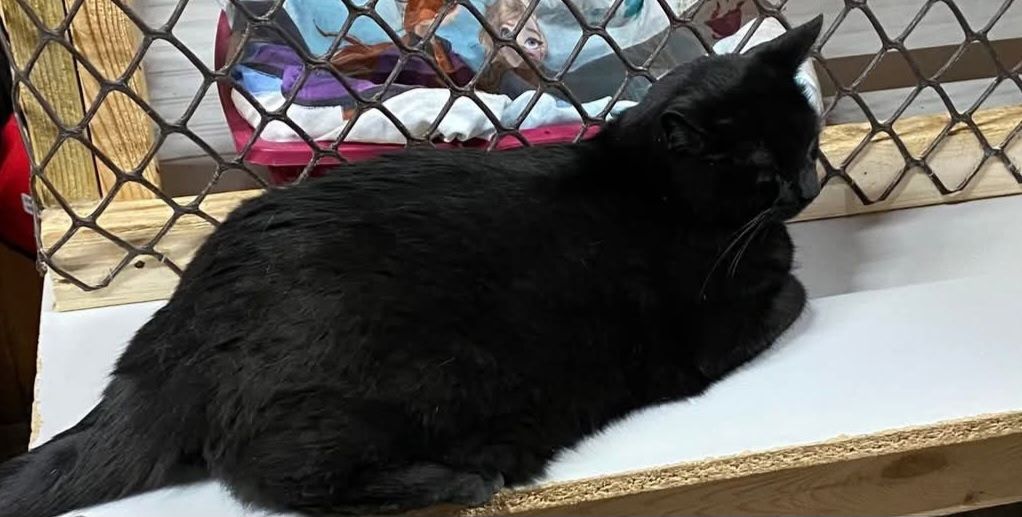 Lost cat, Chillicothe