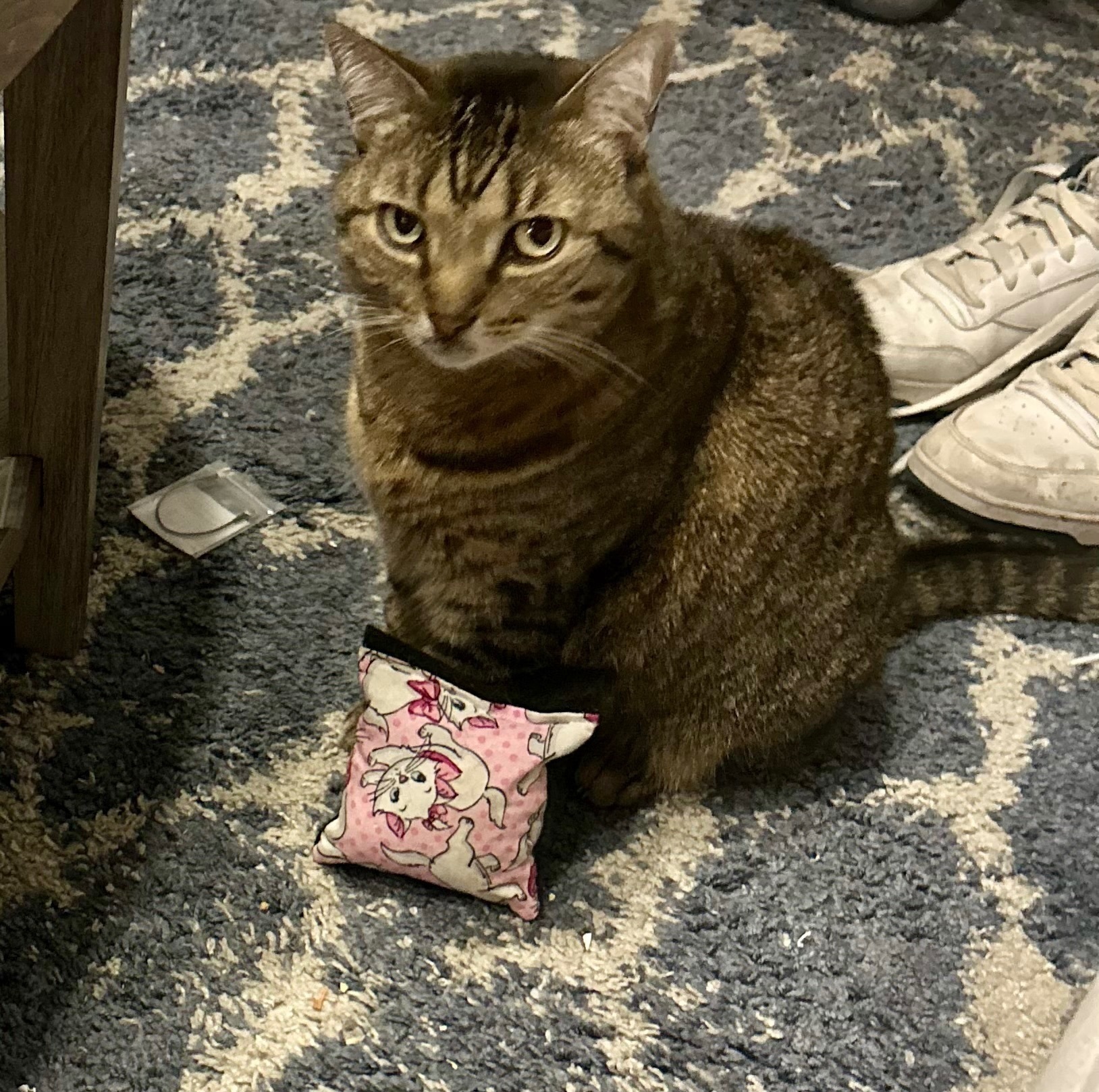 Lost Cat Petite - Affectionate & Missing!