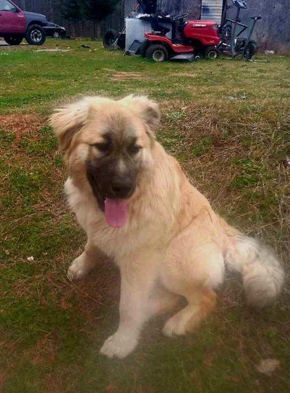 Lost Dog: White Coat, Black Face, Scar