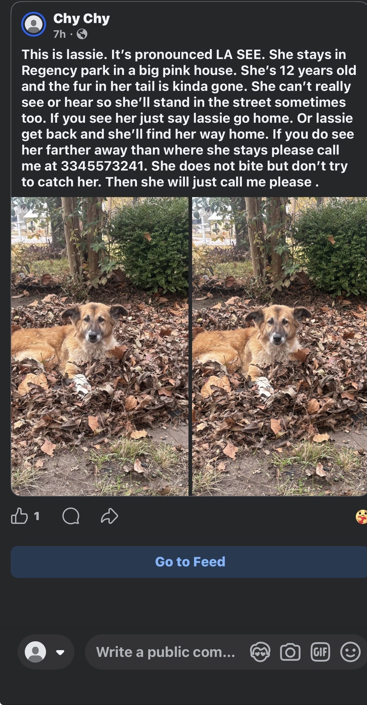 Lost: Honey Brown Dog Needs Medicine