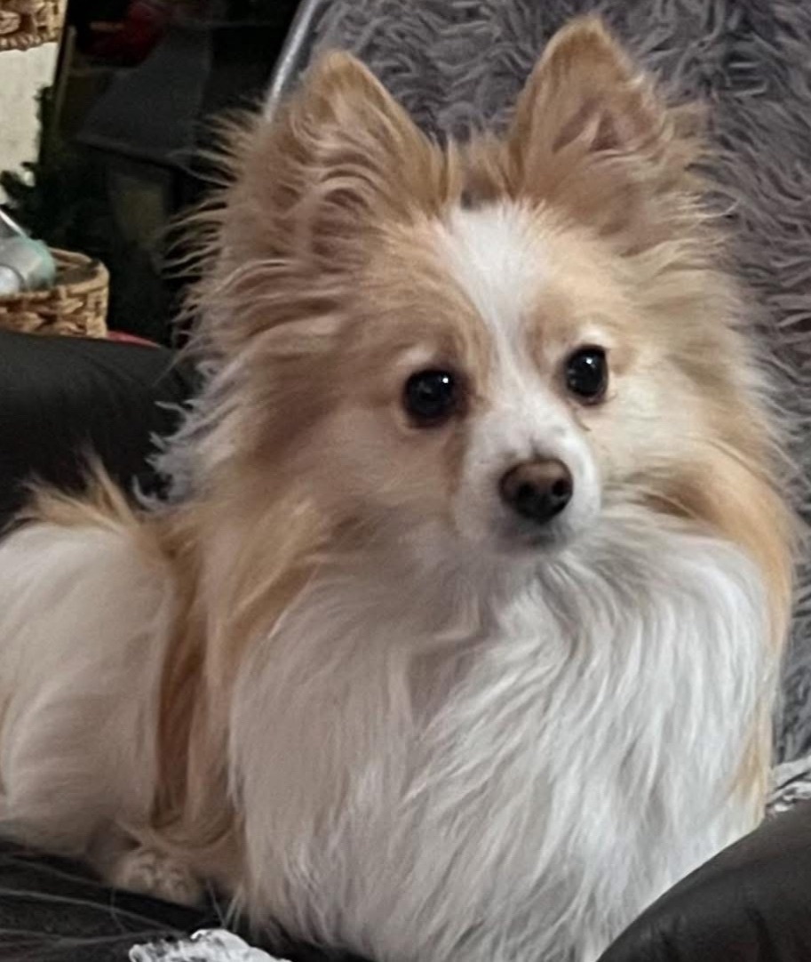 Lost Pomeranian: $500 Reward Offered!