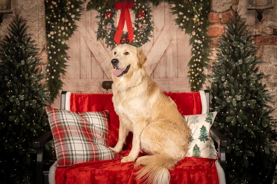 Lost: Friendly Long-Haired Dog in Medina