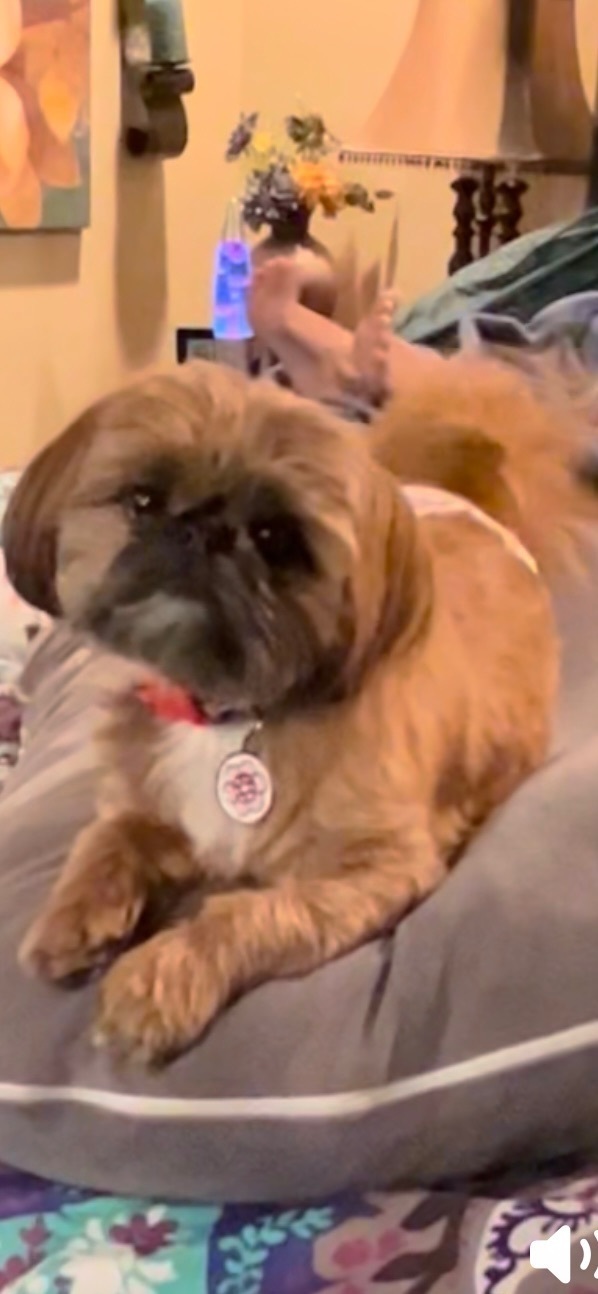 Lost Dog: Red/Orange, Chubby in Inman