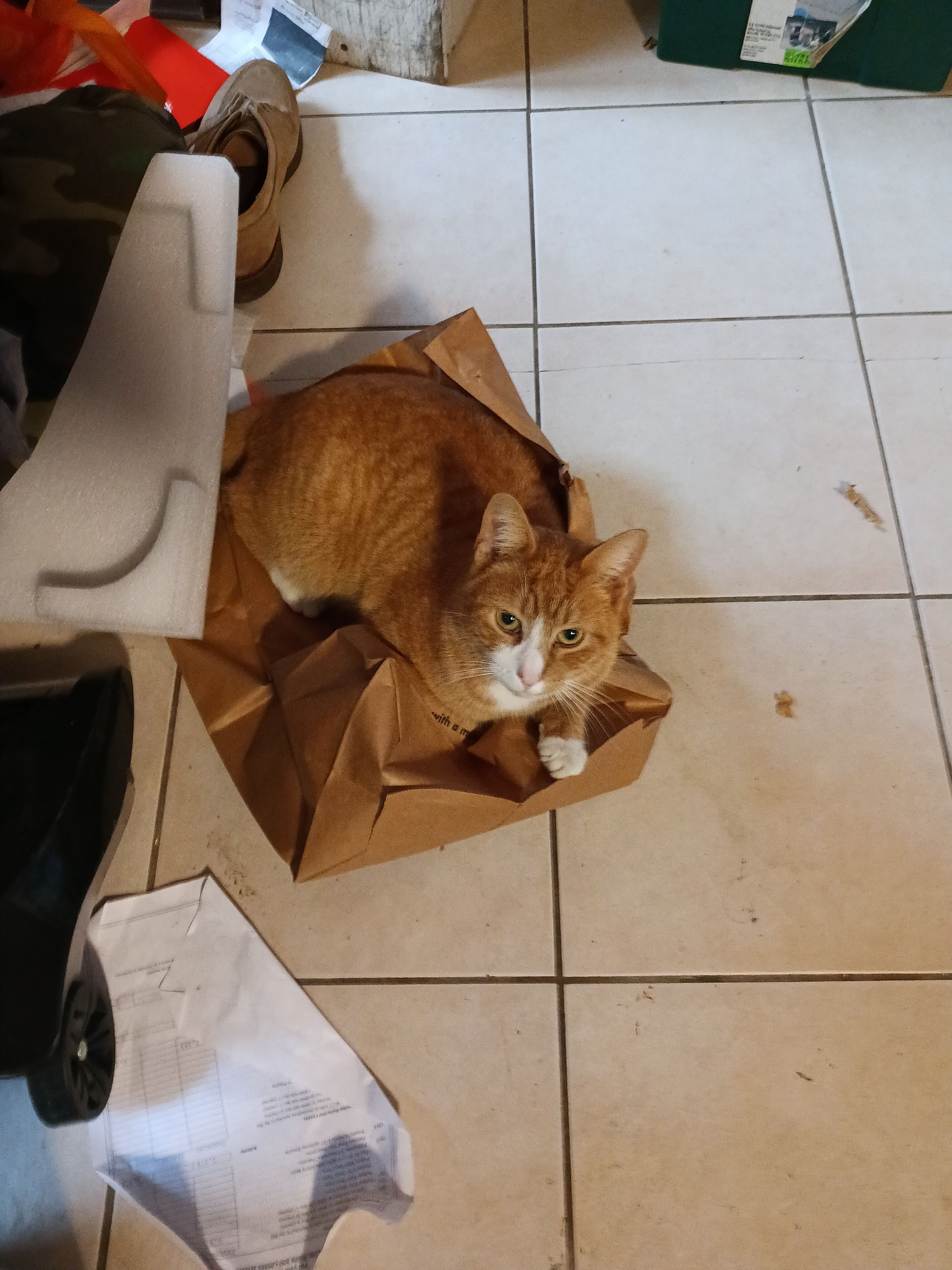 Lost Orange & White Cat Near Midler Meadows