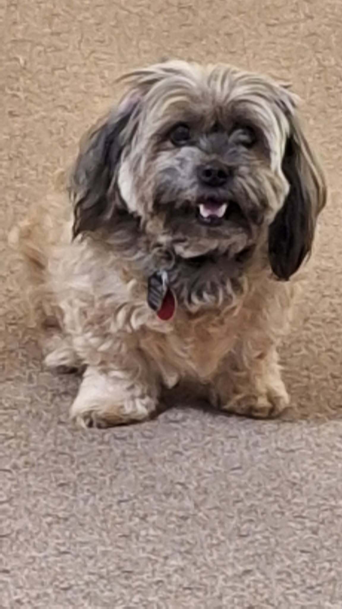 Lost Tan Shih Tzu: 8-Year-Old Female