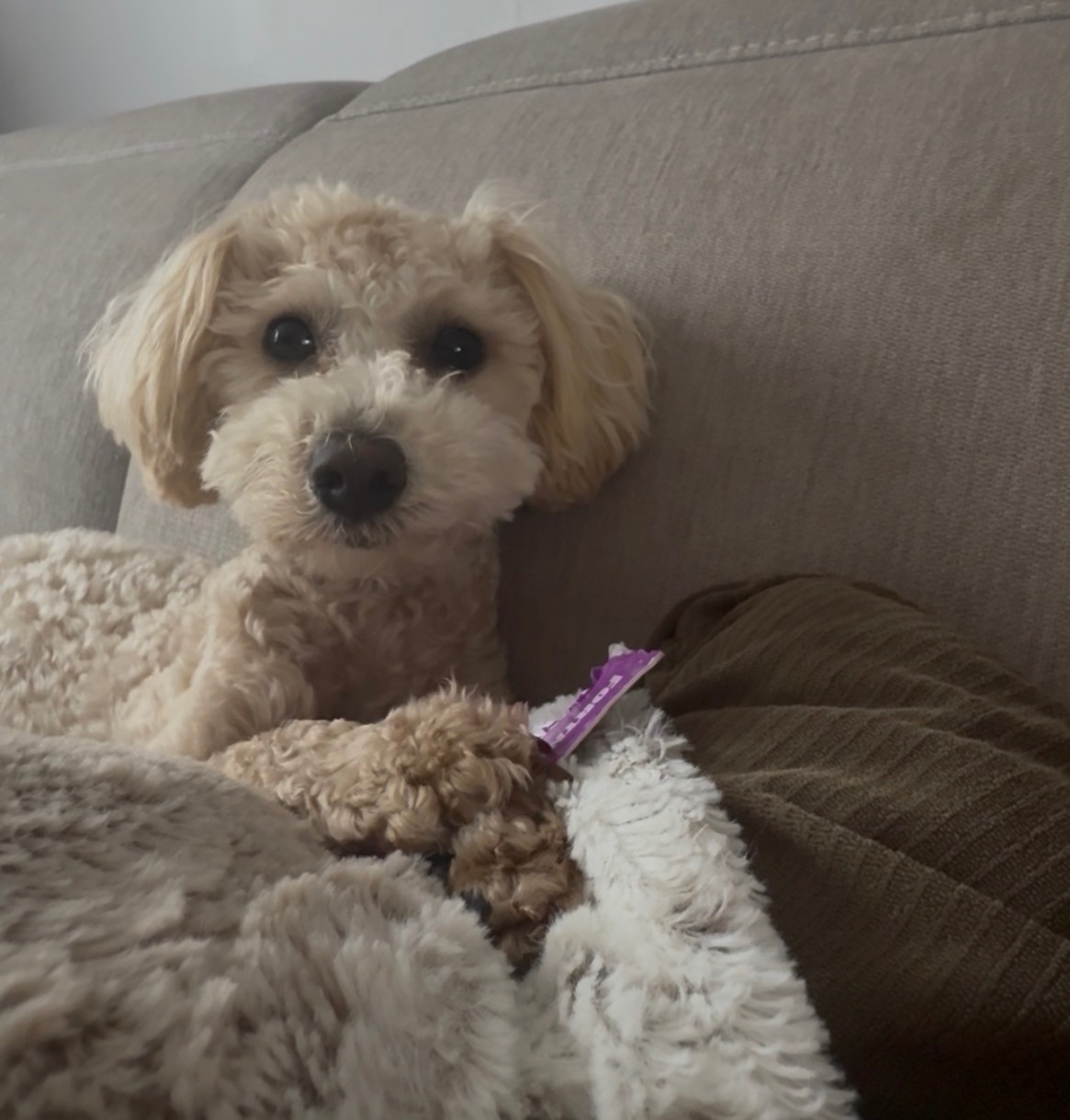Lost Maltipoo: Fast Runner on 2nd St Pike